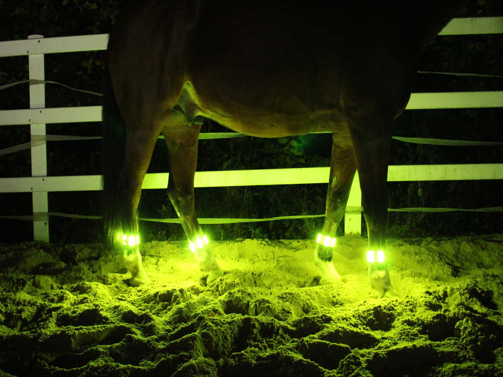 Animal Light Leuchtgamaschen und Armbinde von Animal Light im Set