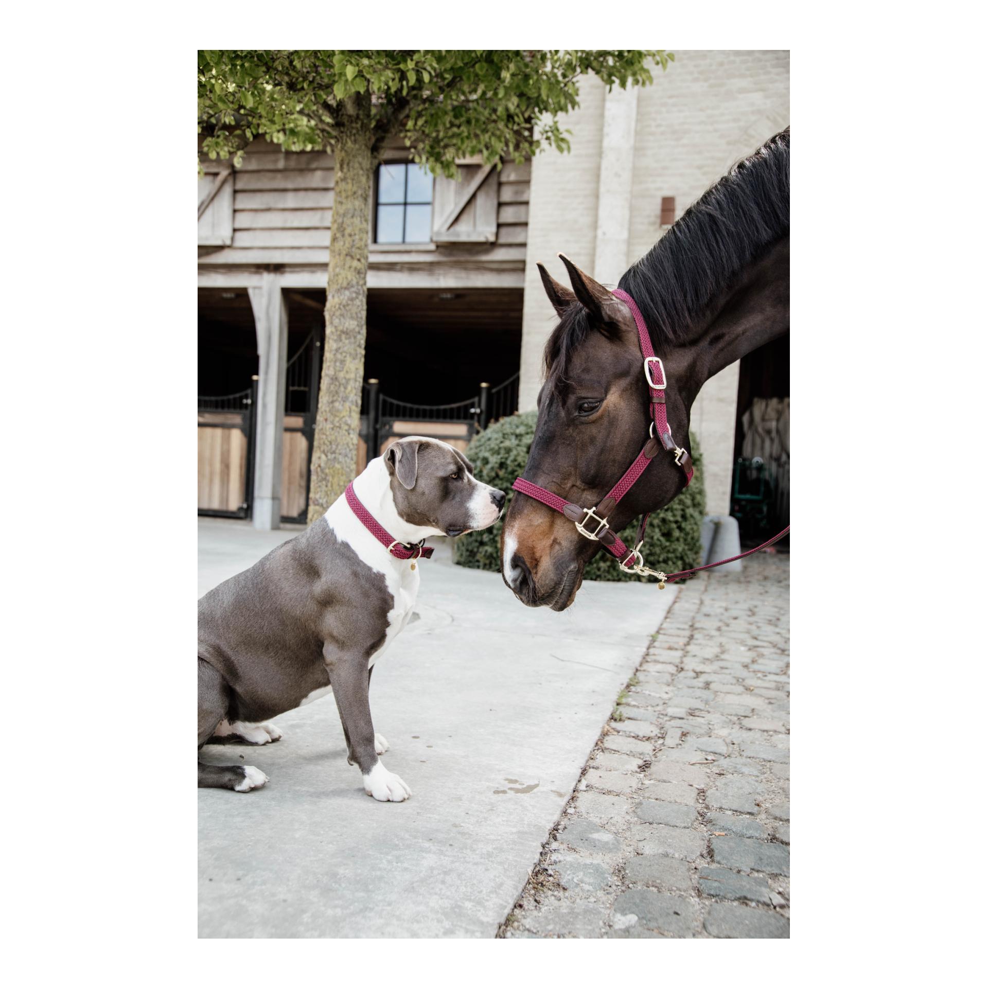 Kentucky Dogwear Collier pour chien en nylon tressé - bordeaux