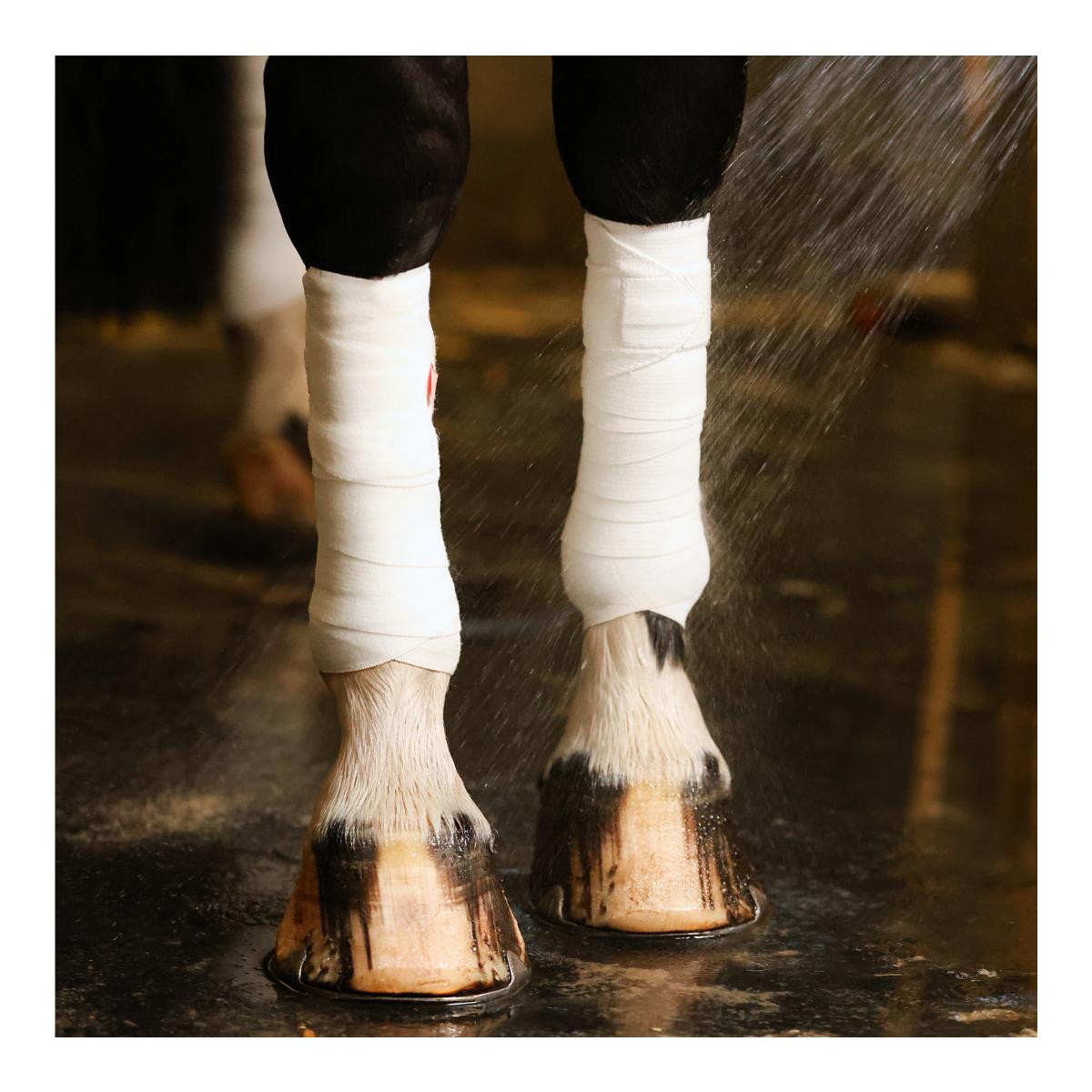 Incrediwear Equine Arbeitsbandagen Circulation (Paar)