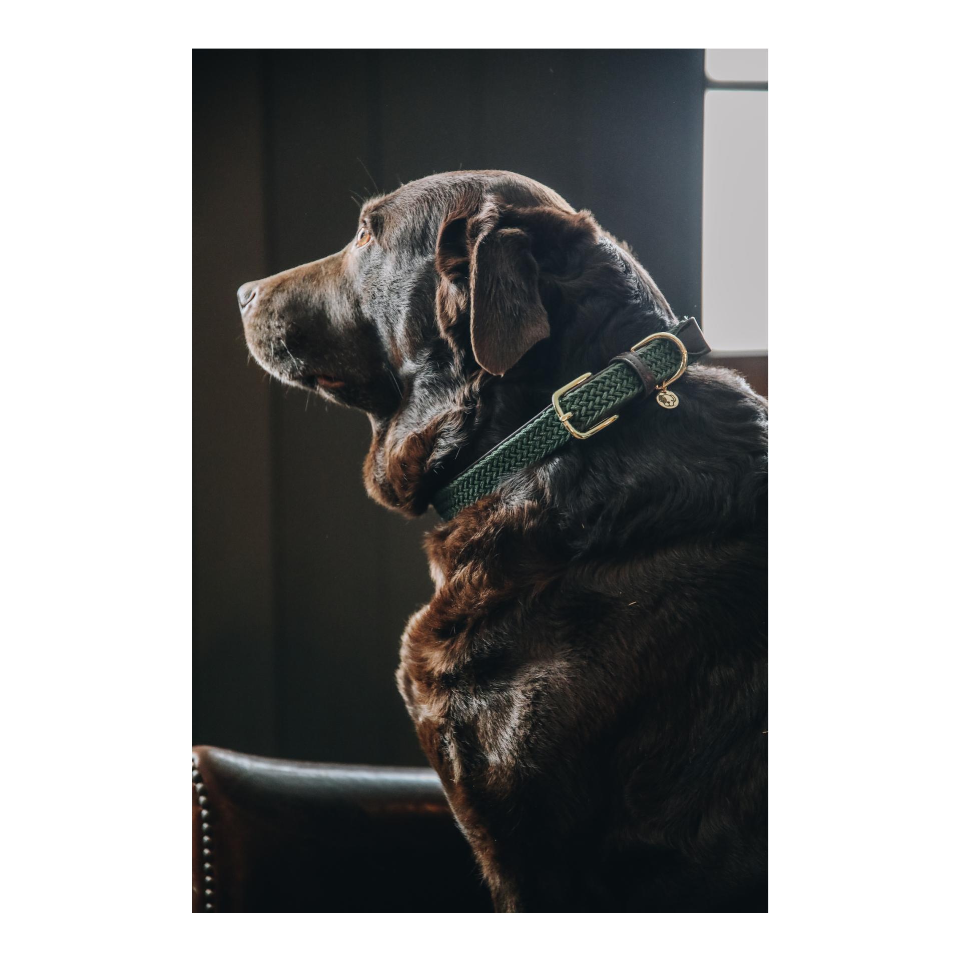 Kentucky Dogwear Hundehalsband Nylon geflochten - olive green