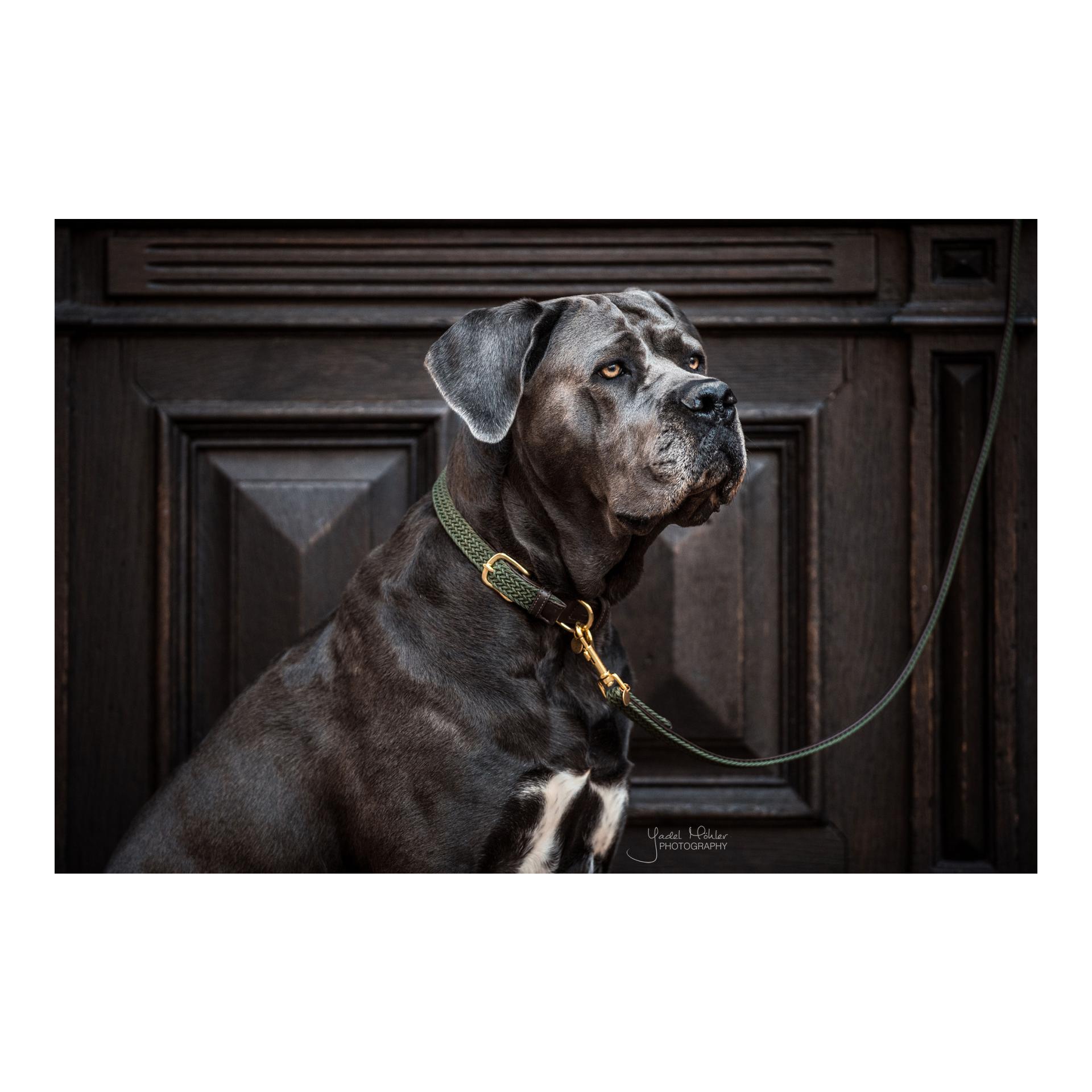 Kentucky Dogwear Hundehalsband Nylon geflochten - olive green