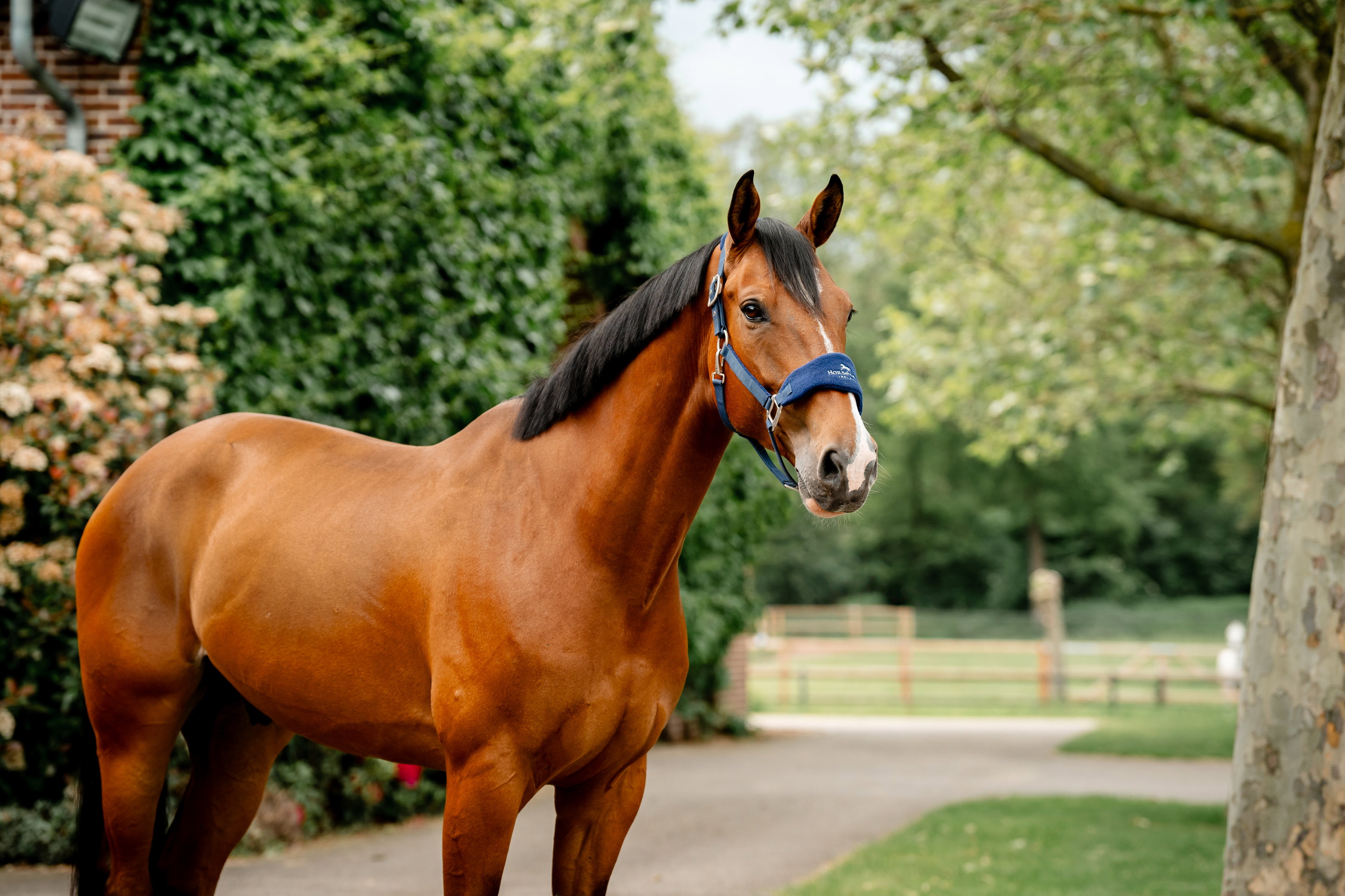 Halfter Grooming Signature