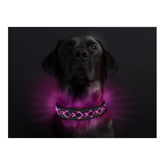 Leucht-Hundehalsband "Beauty"