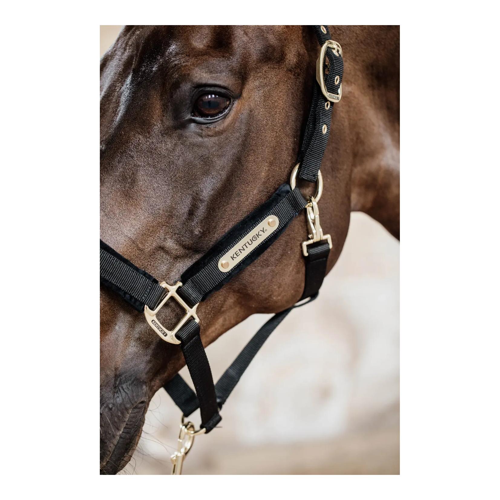 Kentucky Halfter Velvet