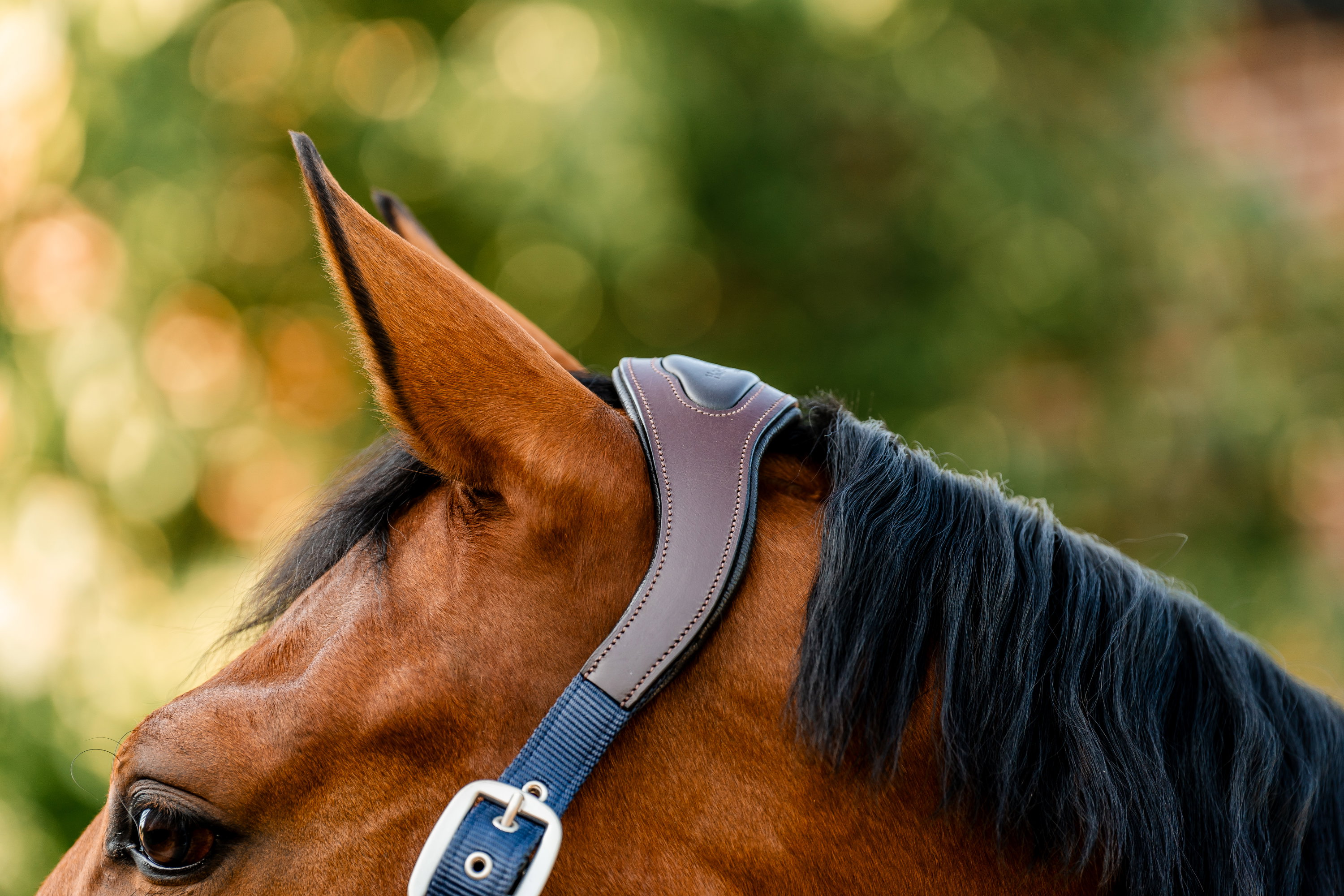 Horseware Halfter Signature Compeition
