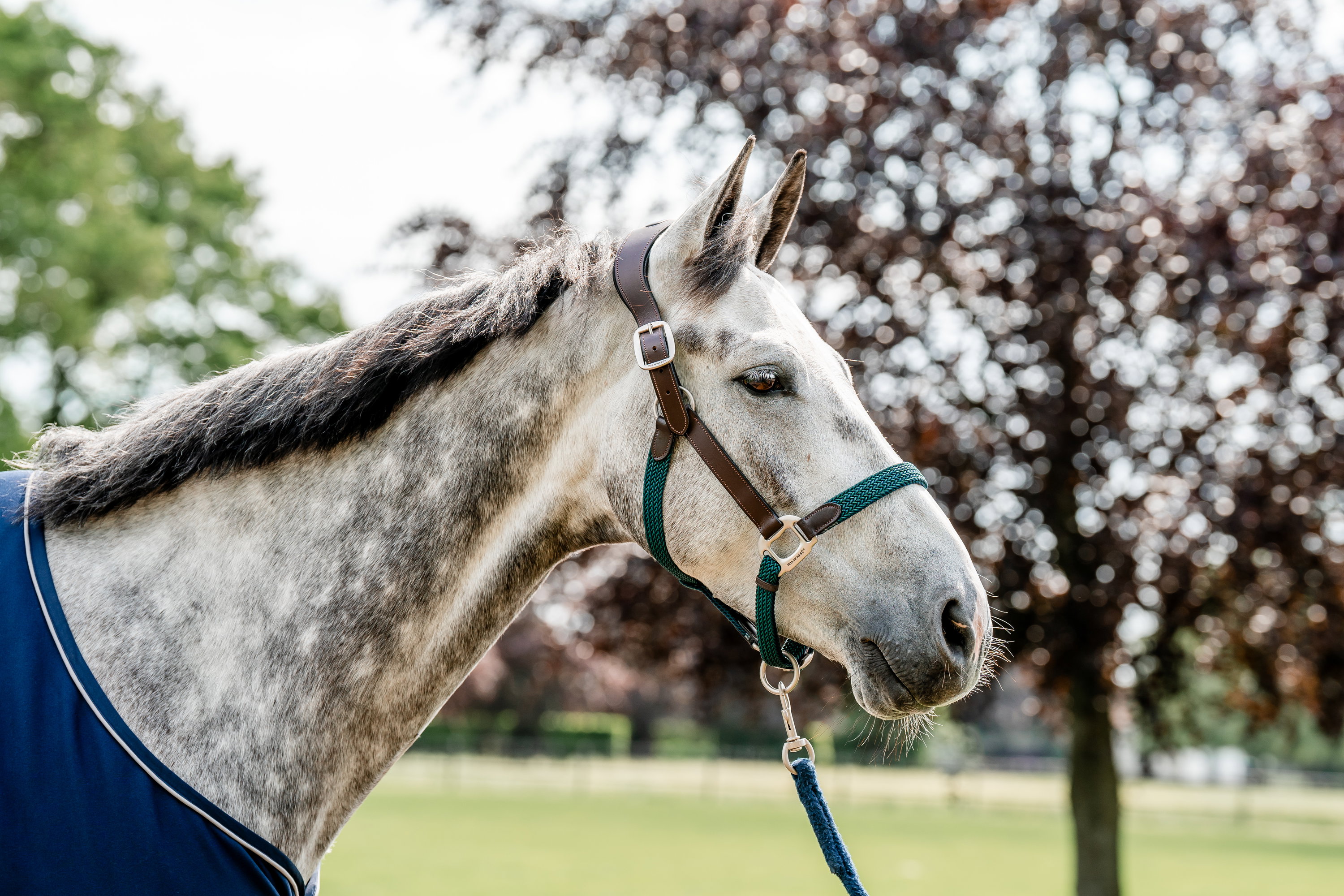 Horseware Halfter Signature Braided