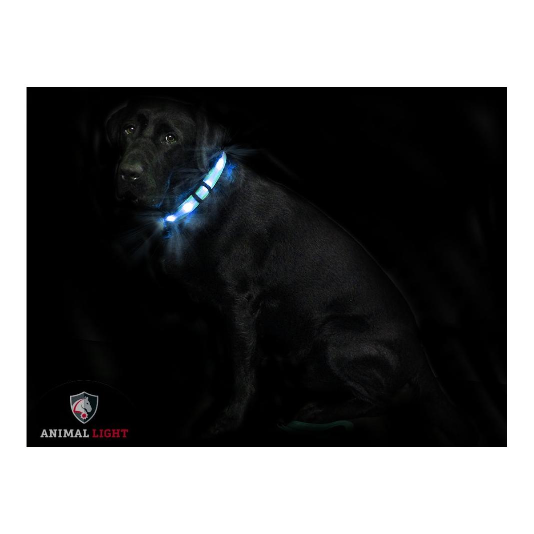 Animal Light Leucht - Hundehalsband "Cash" - blau
