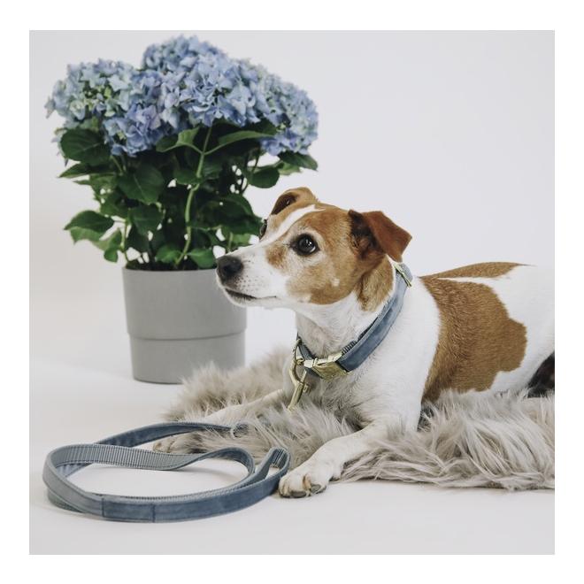 Kentucky Dogwear Laisse pour chien Velvet - light blue