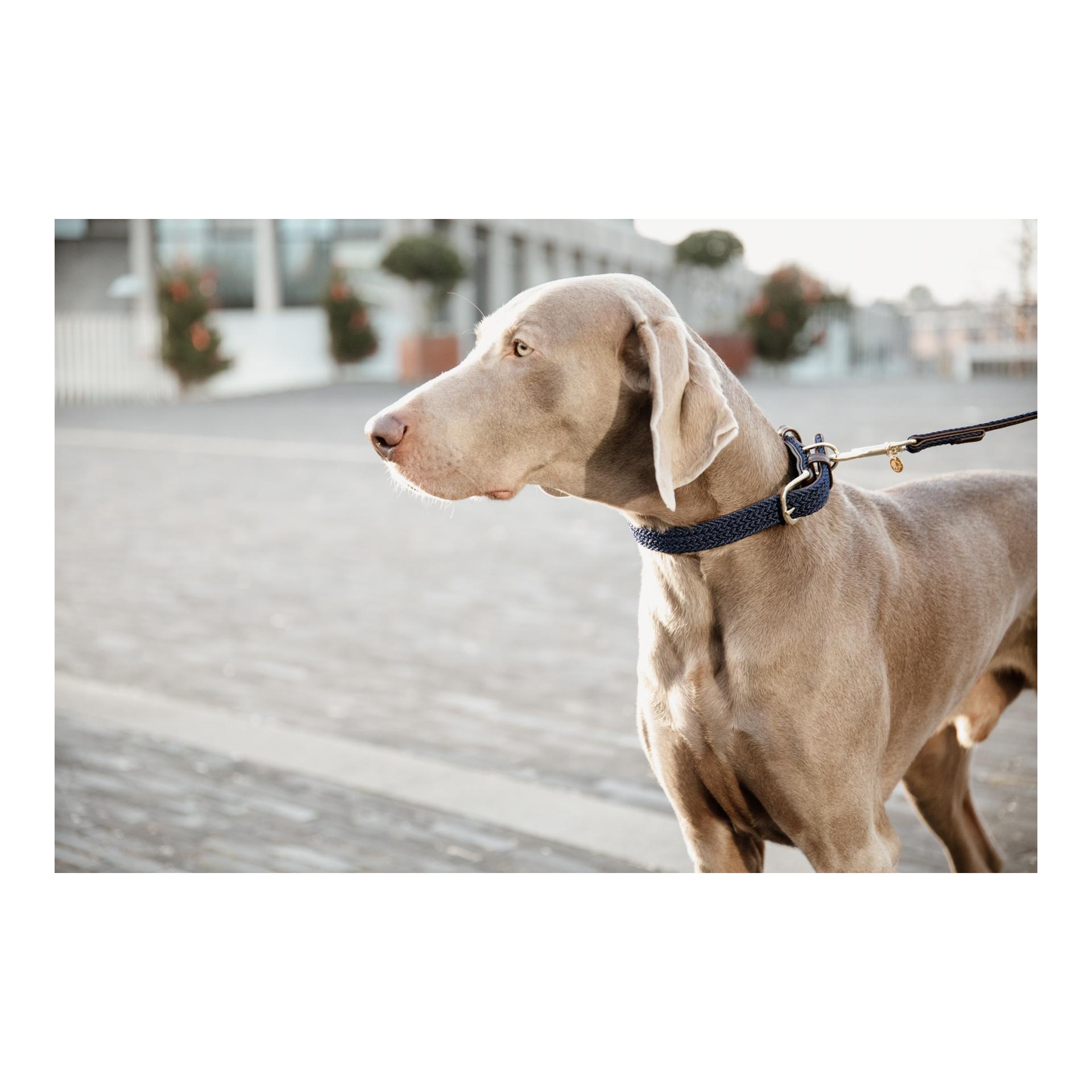 Kentucky Dogwear Laisse pour chien tressée en nylon - bleu marine