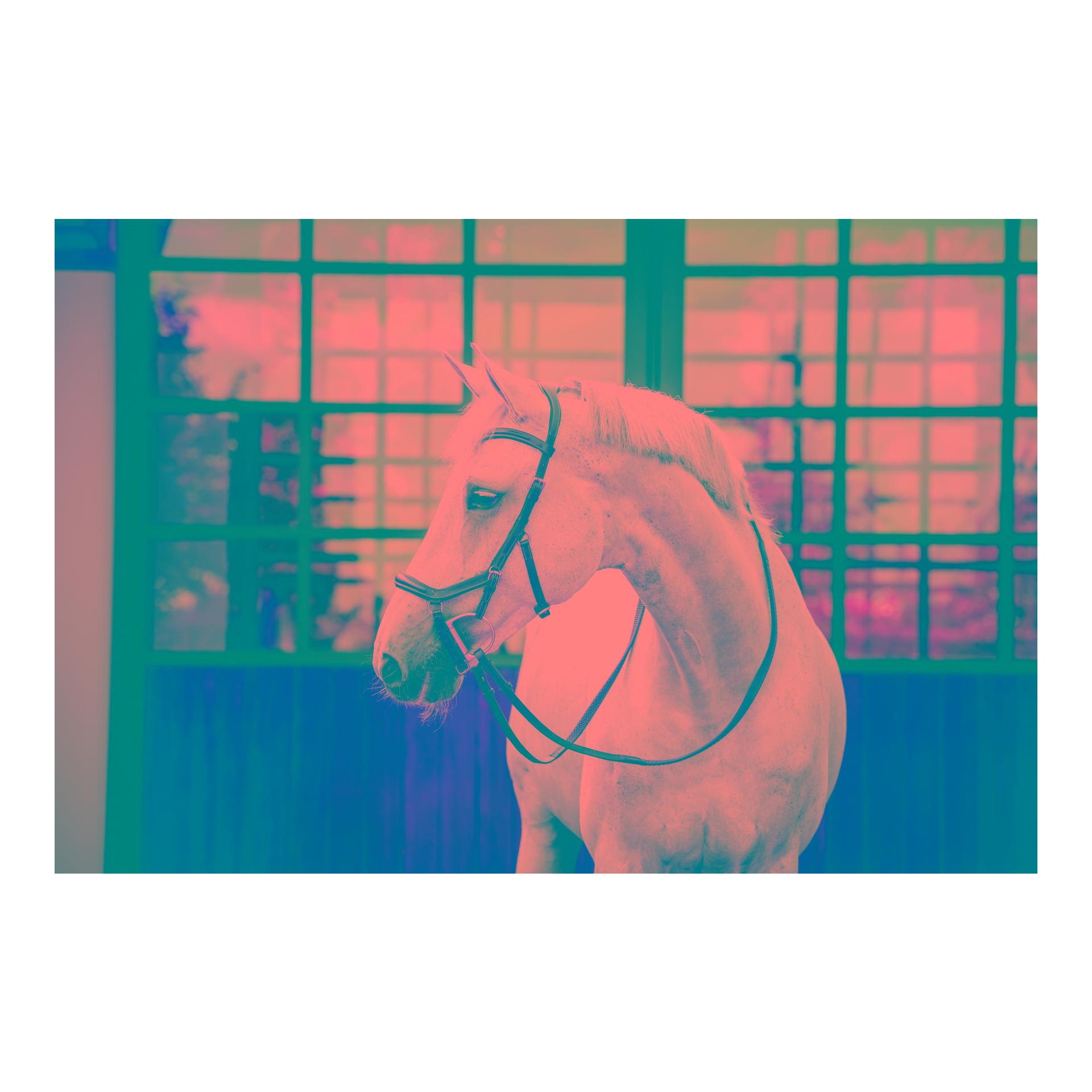 Horseware Zaum Micklem Deluxe