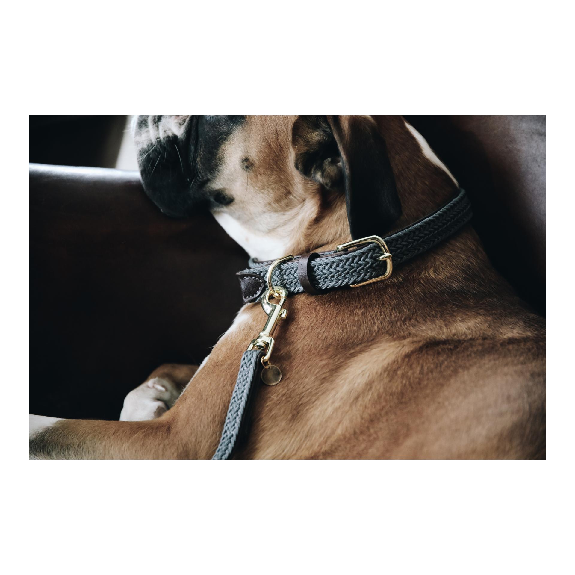 Kentucky Dogwear Hundehalsband Nylon geflochten - grau
