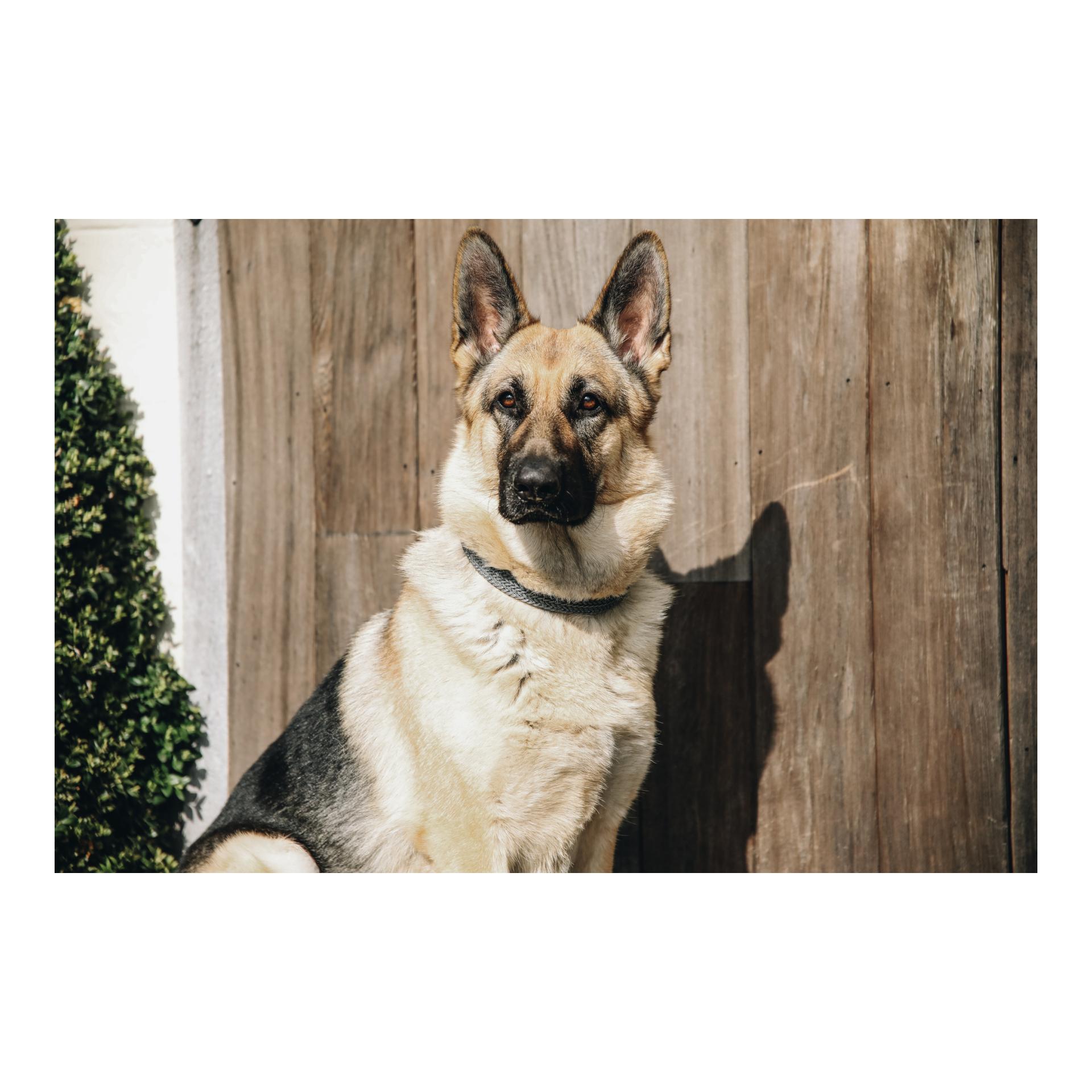 Kentucky Dogwear Hundehalsband Nylon geflochten - grau