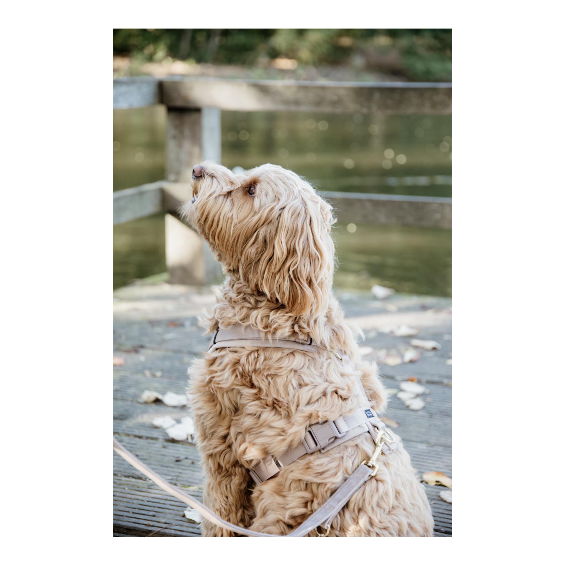Kentucky Dogwear Hundeleine Velvet