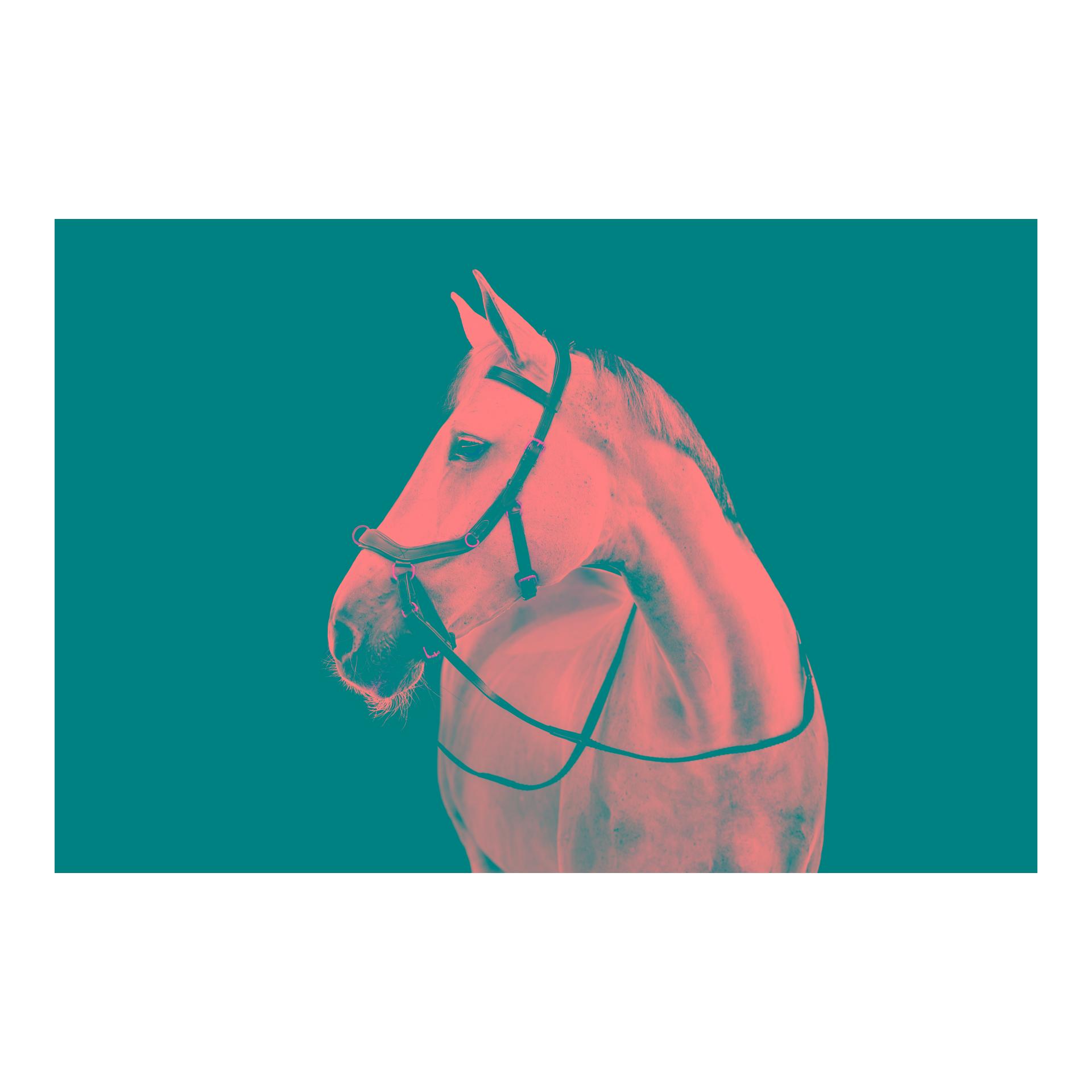 Horseware Bridon Micklem Multi