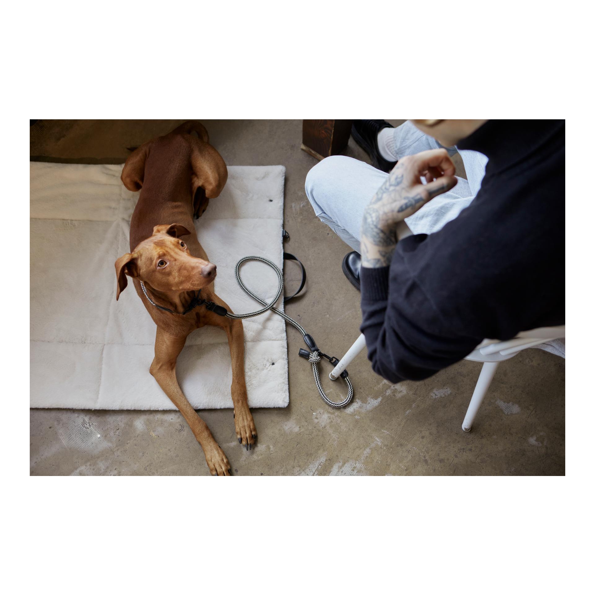 Cloud 7 Lit de voyage pour chiens Canvas
