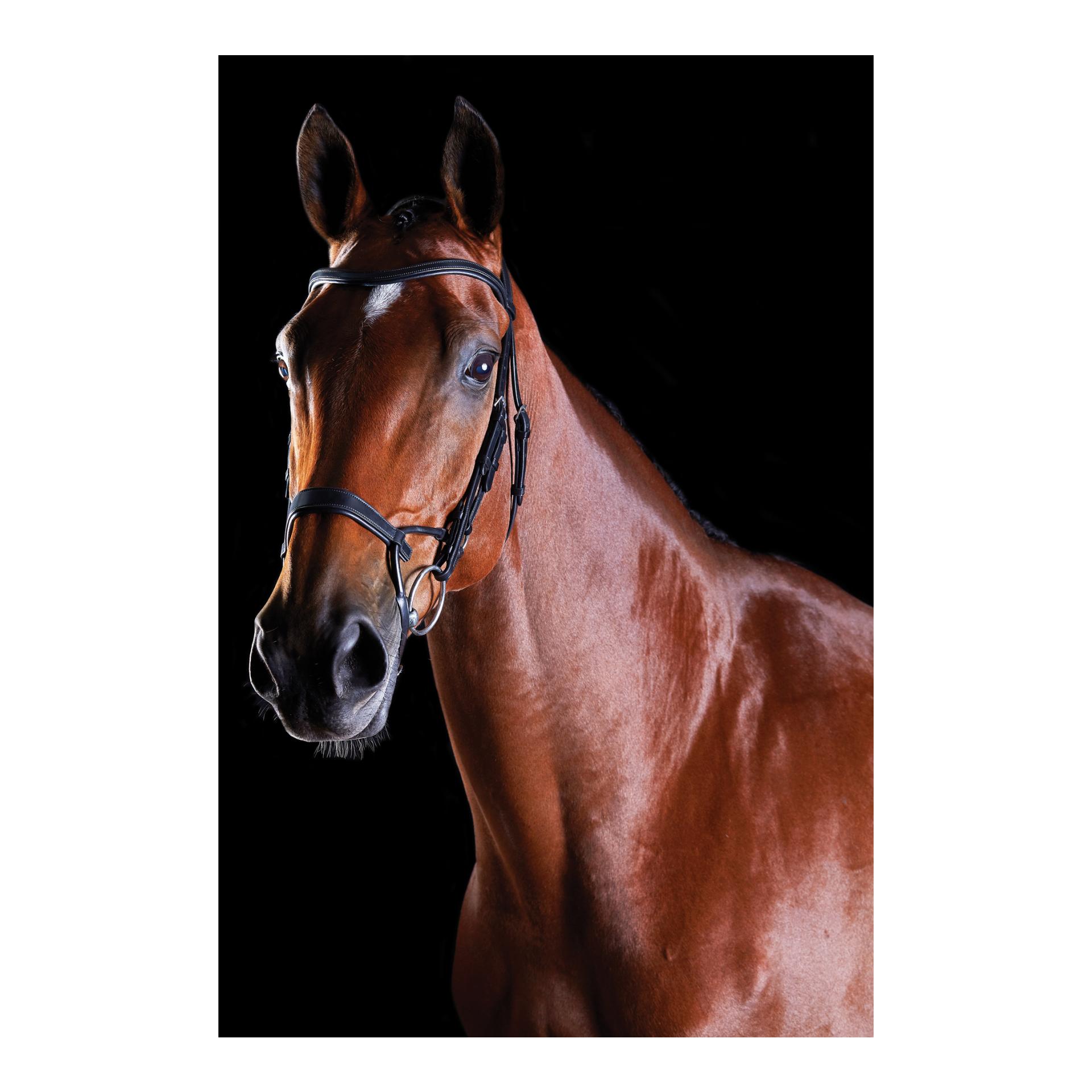 Bride Comfitec Training Bridle - noir
