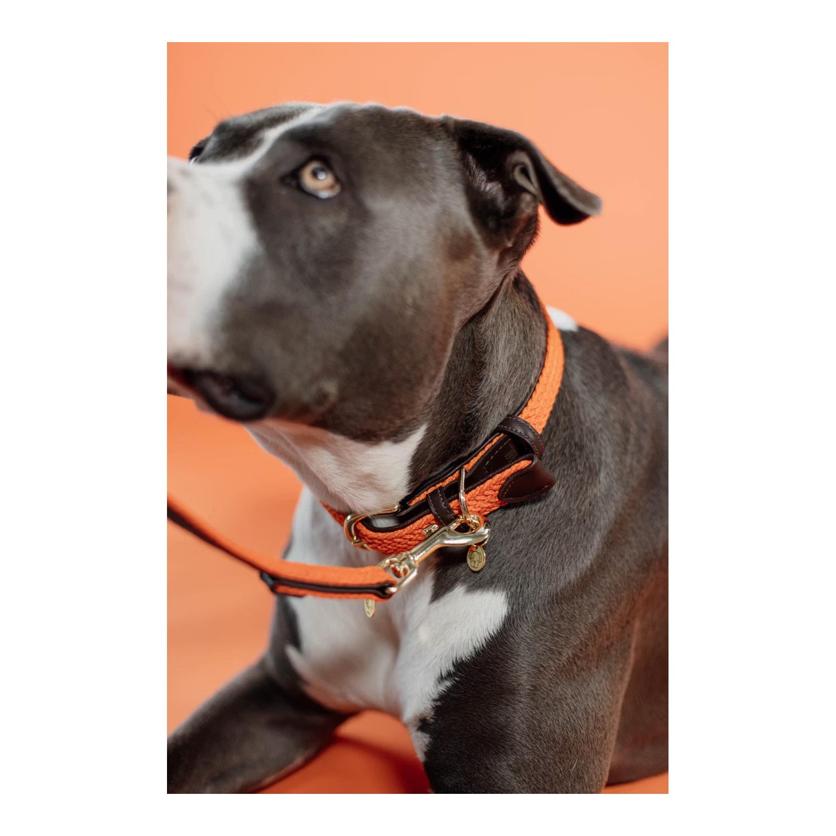 Kentucky Dogwear Collier pour chien en nylon tressé