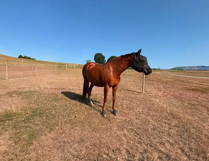 reitsport-trockenheit-15_prozent