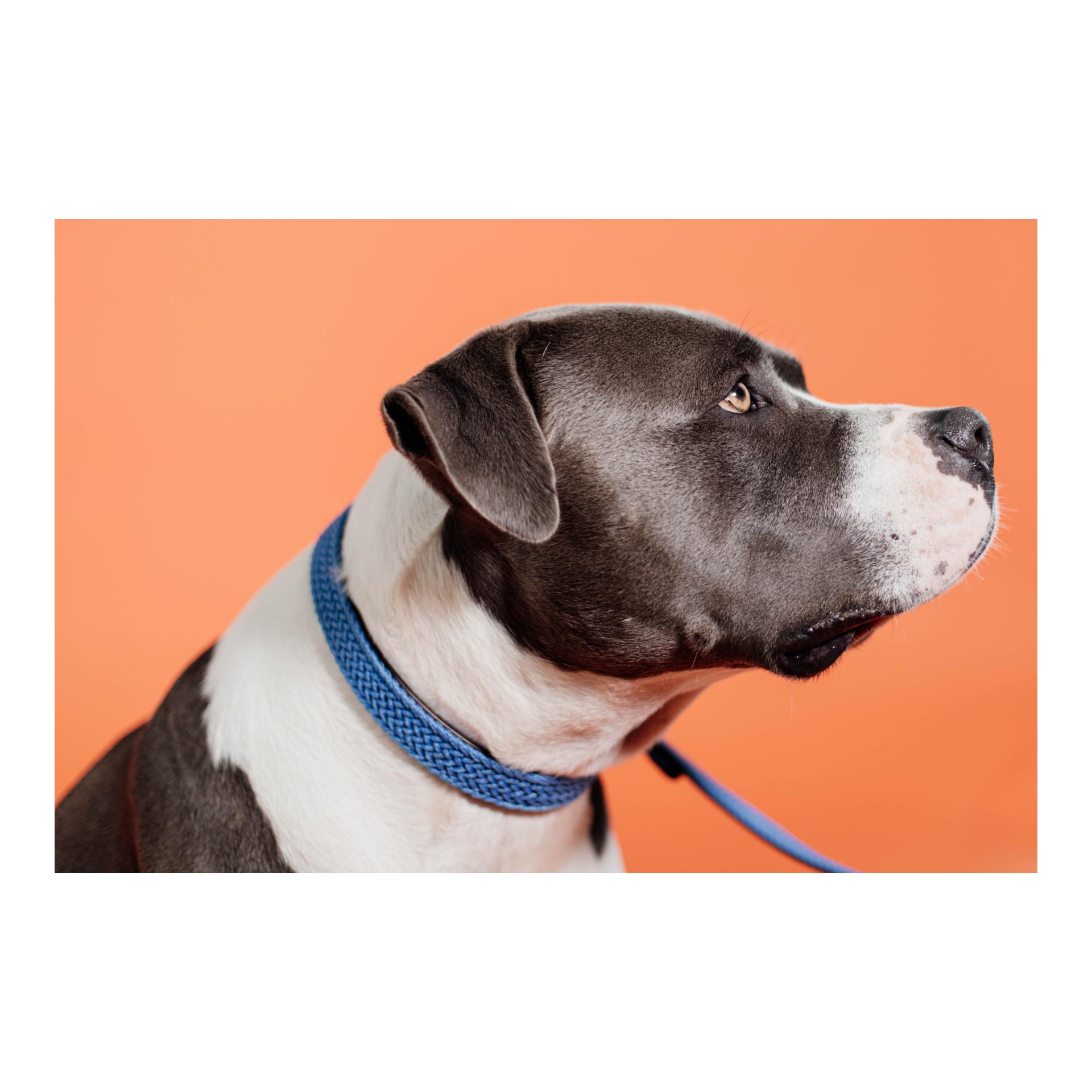 Kentucky Dogwear Collier pour chien en nylon tressé