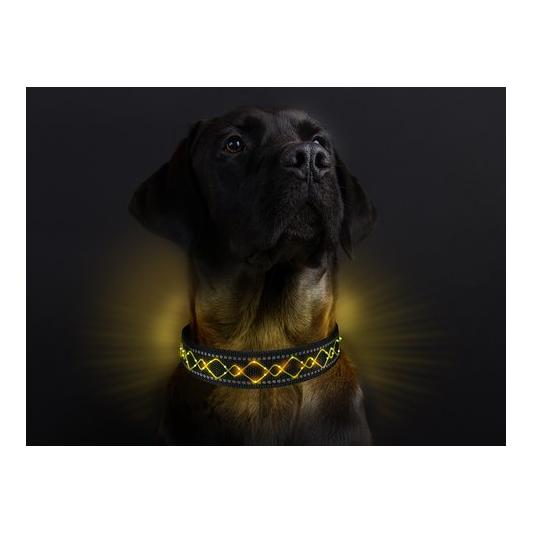 Leucht-Hundehalsband "Beauty"