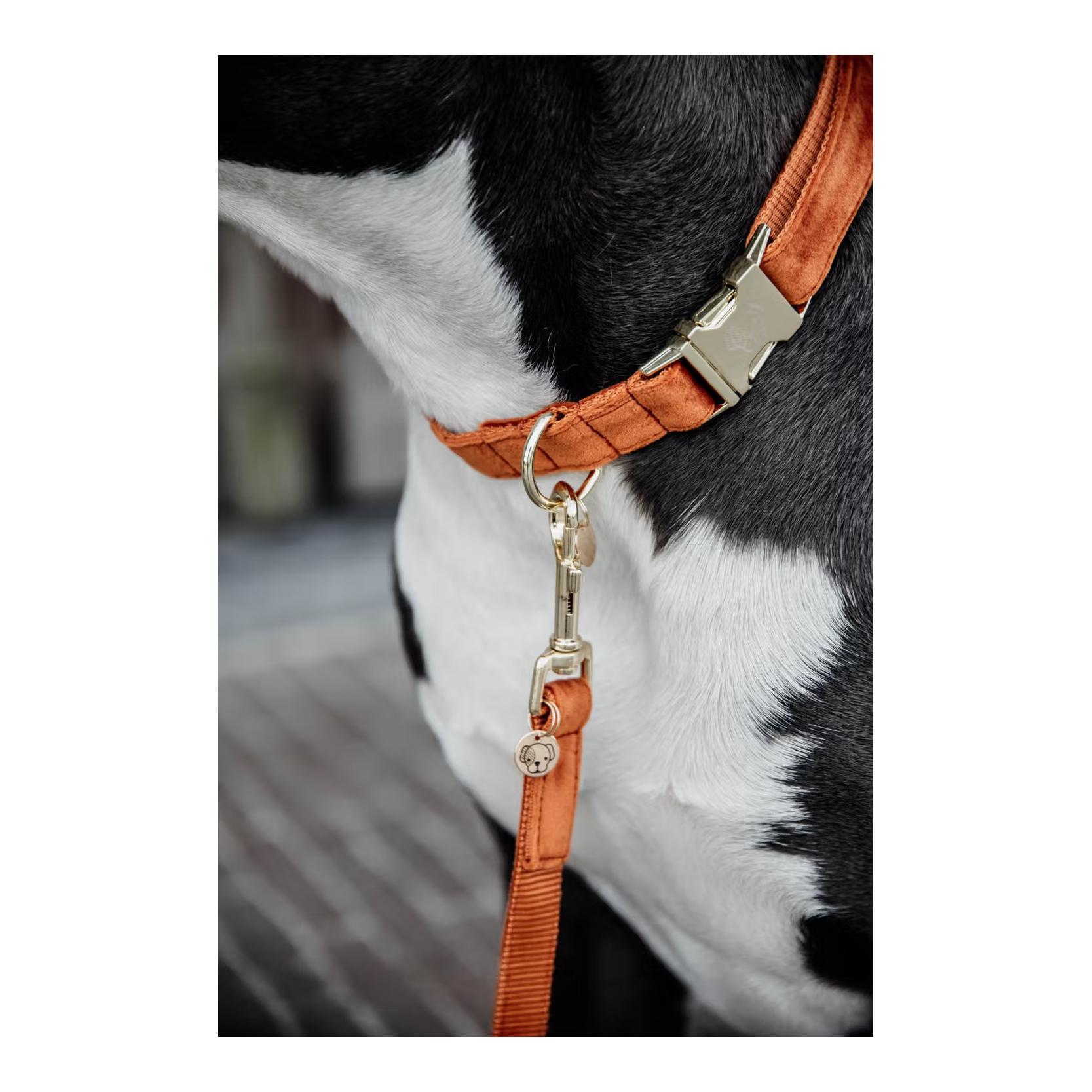 Kentucky Dogwear Hundehalsband velvet