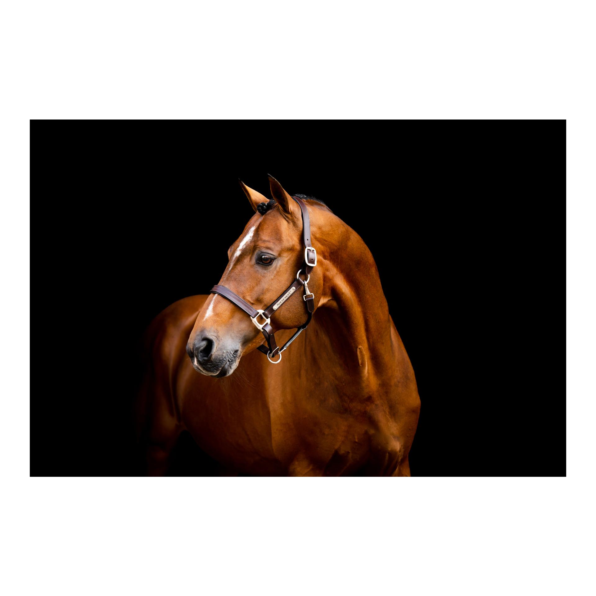 Horseware Lederhalfter Signature