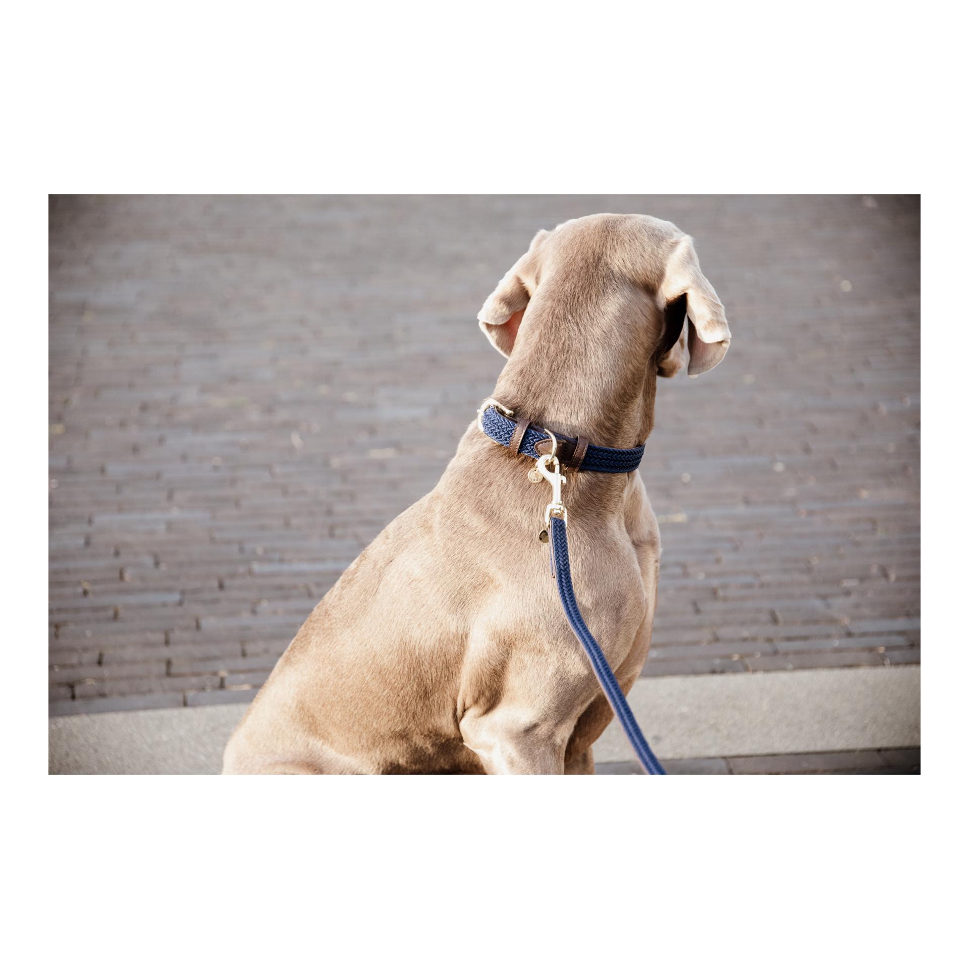 Kentucky Dogwear Laisse pour chien tressée en nylon - bleu marine