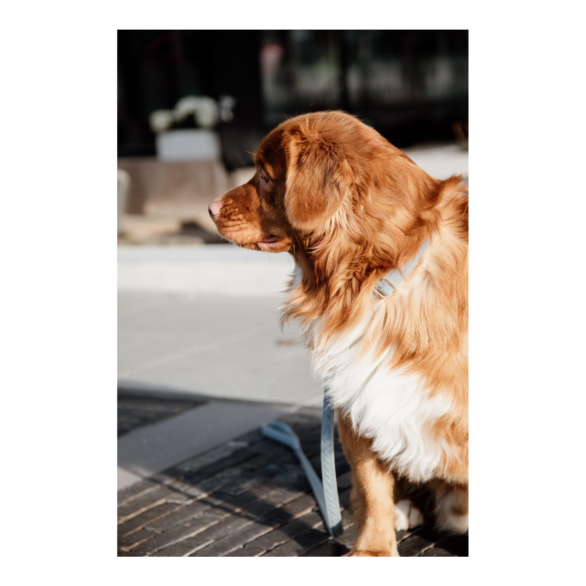 Kentucky Dogwear Laisse pour chien Velvet - light blue
