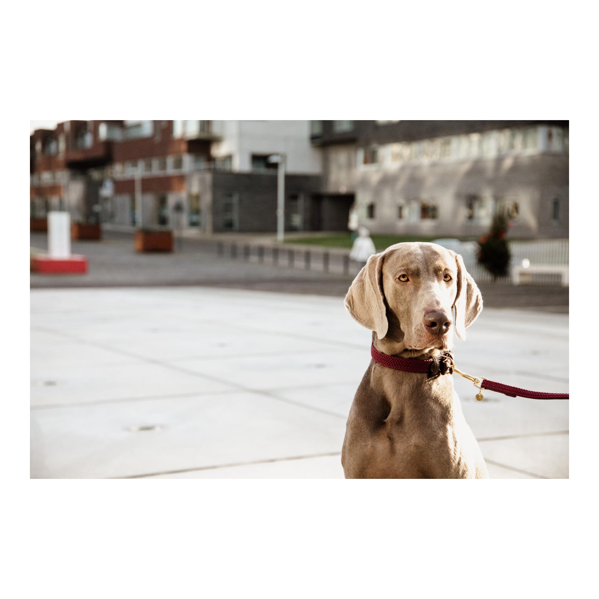 Kentucky Dogwear Hundeleine Nylon geflochten - bordeaux