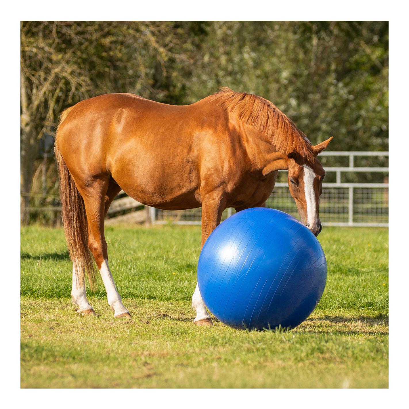 QHP Balle pour chevaux - bleu