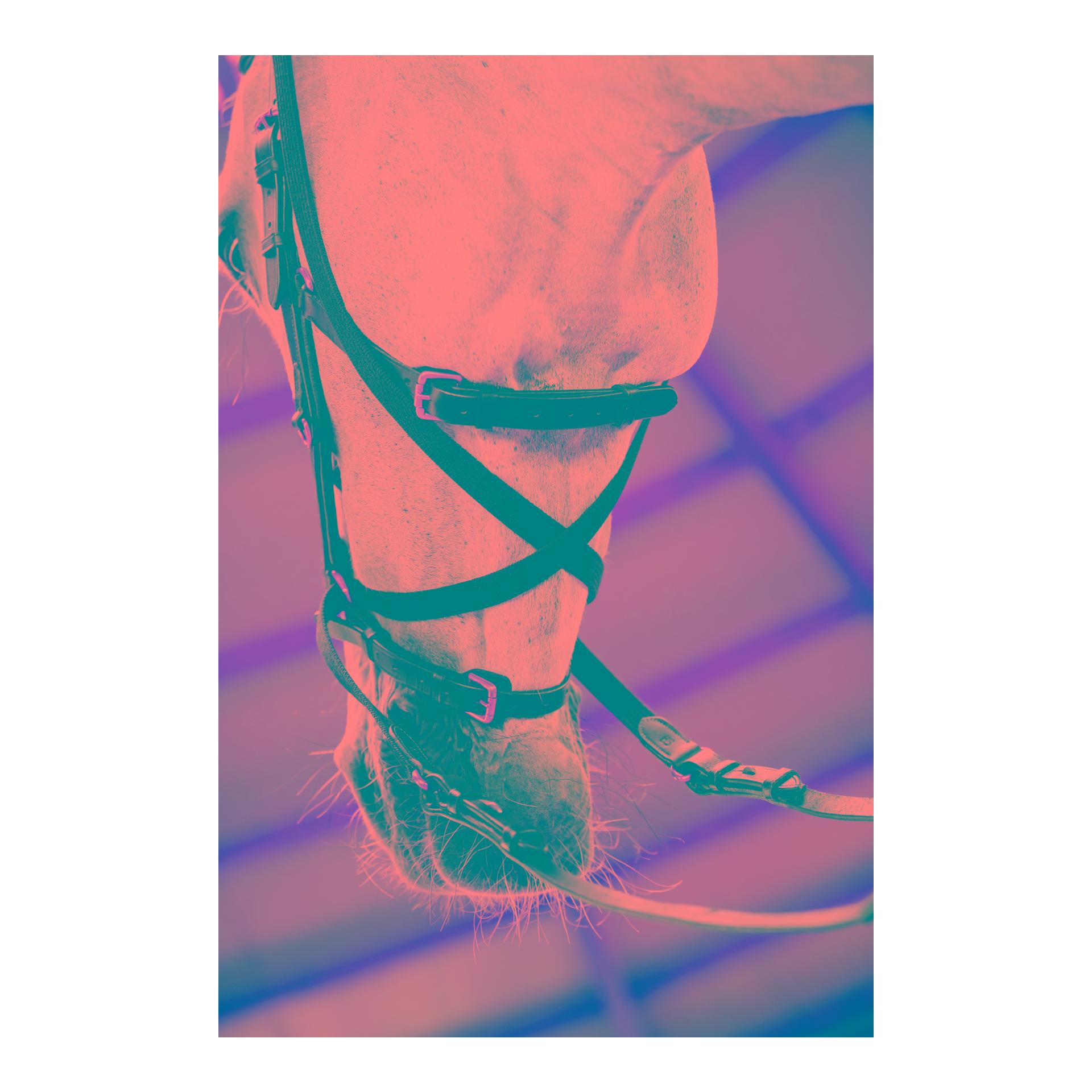 Horseware Bridon Micklem Multi