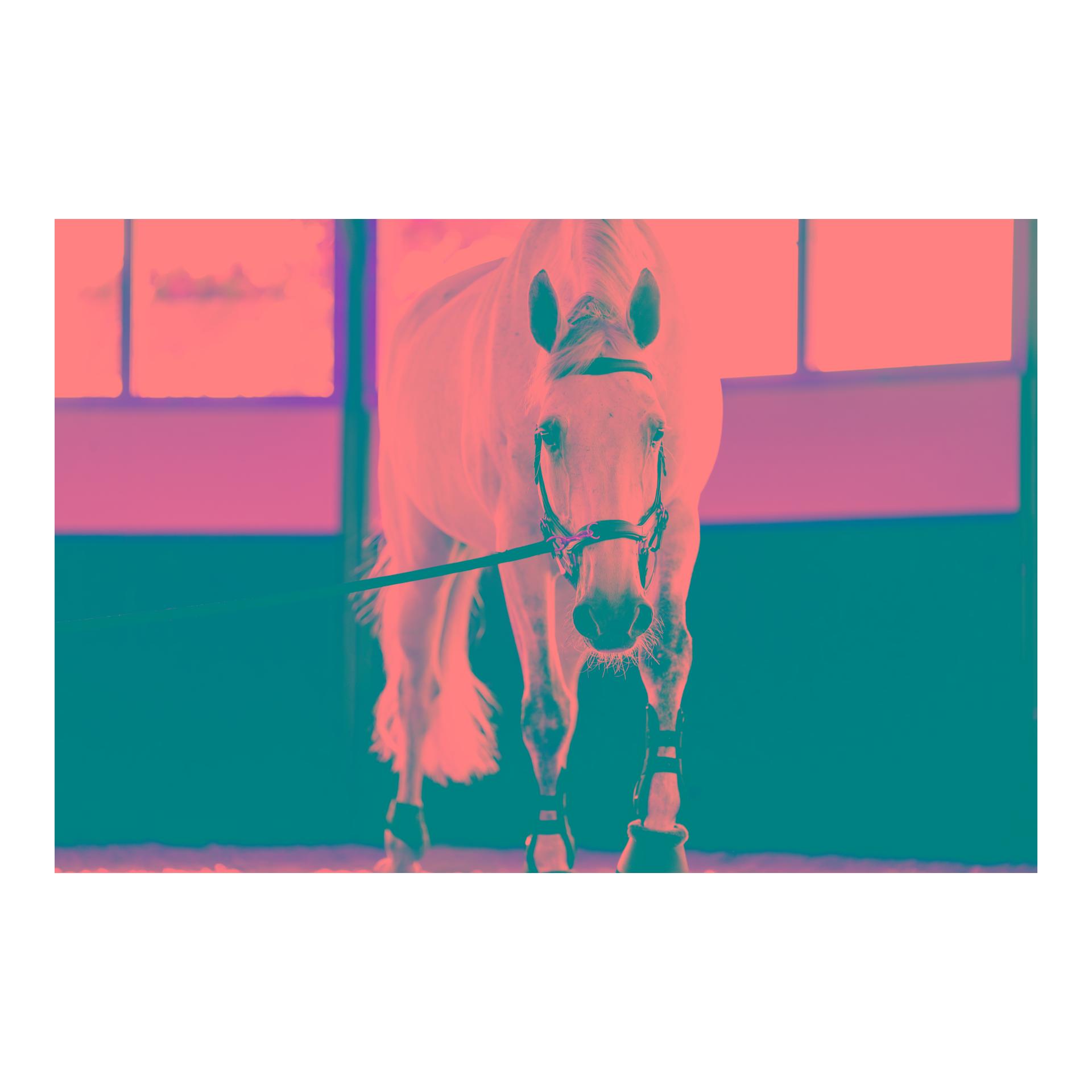 Horseware Bridon Micklem Multi