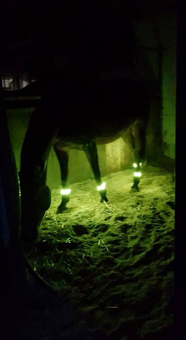 Animal Light Leuchtgamaschen und Armbinde von Animal Light im Set