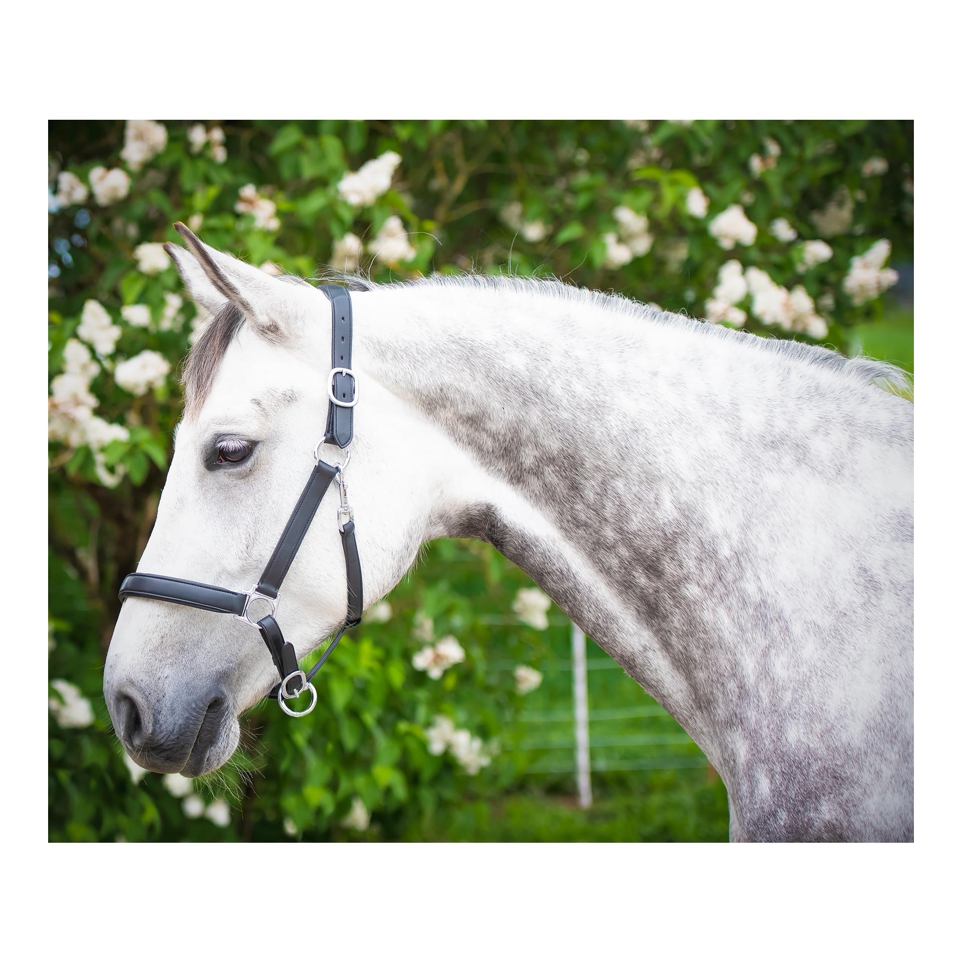 EquineTree Halfter Mela Anatomical - schwarz/silber