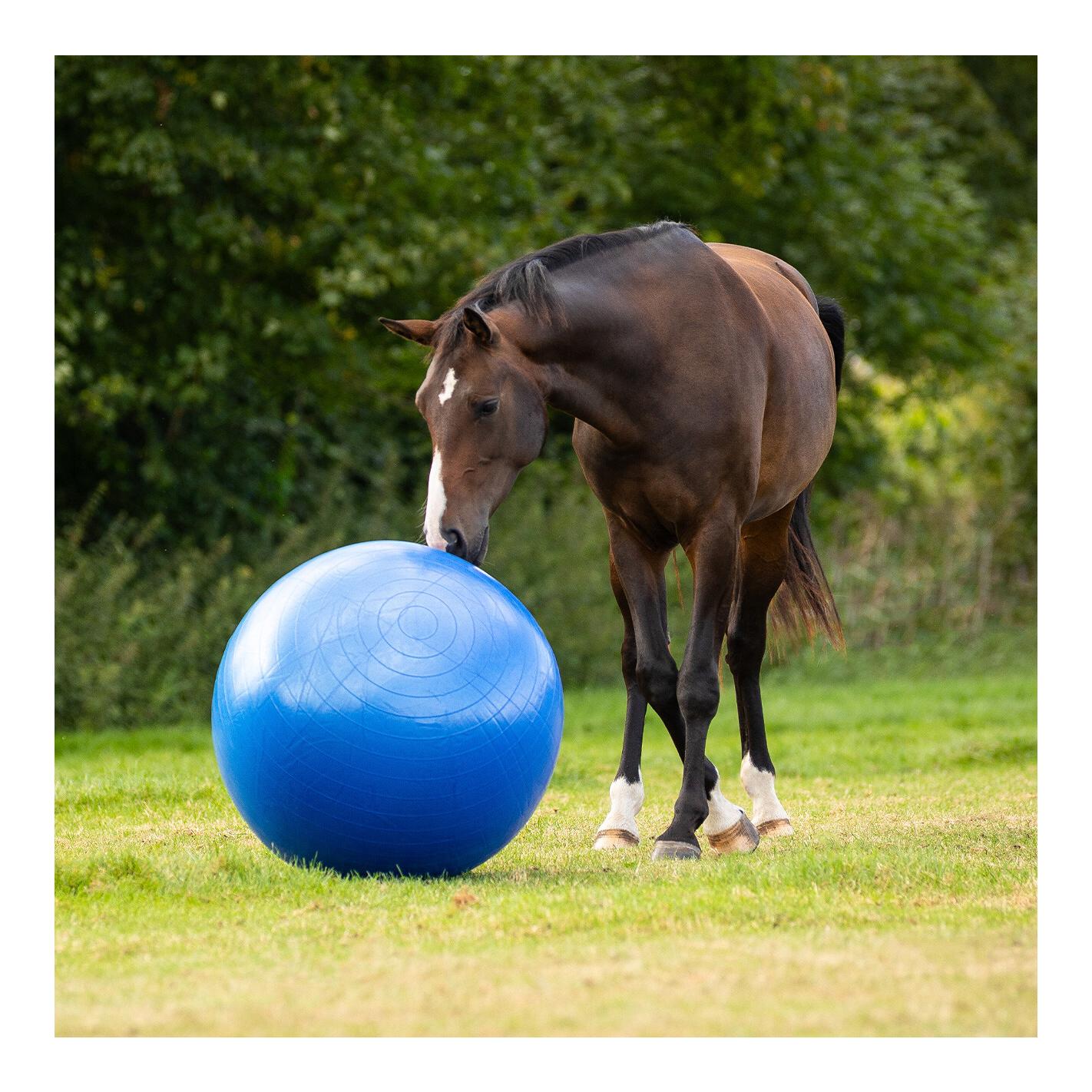 QHP Balle pour chevaux - bleu