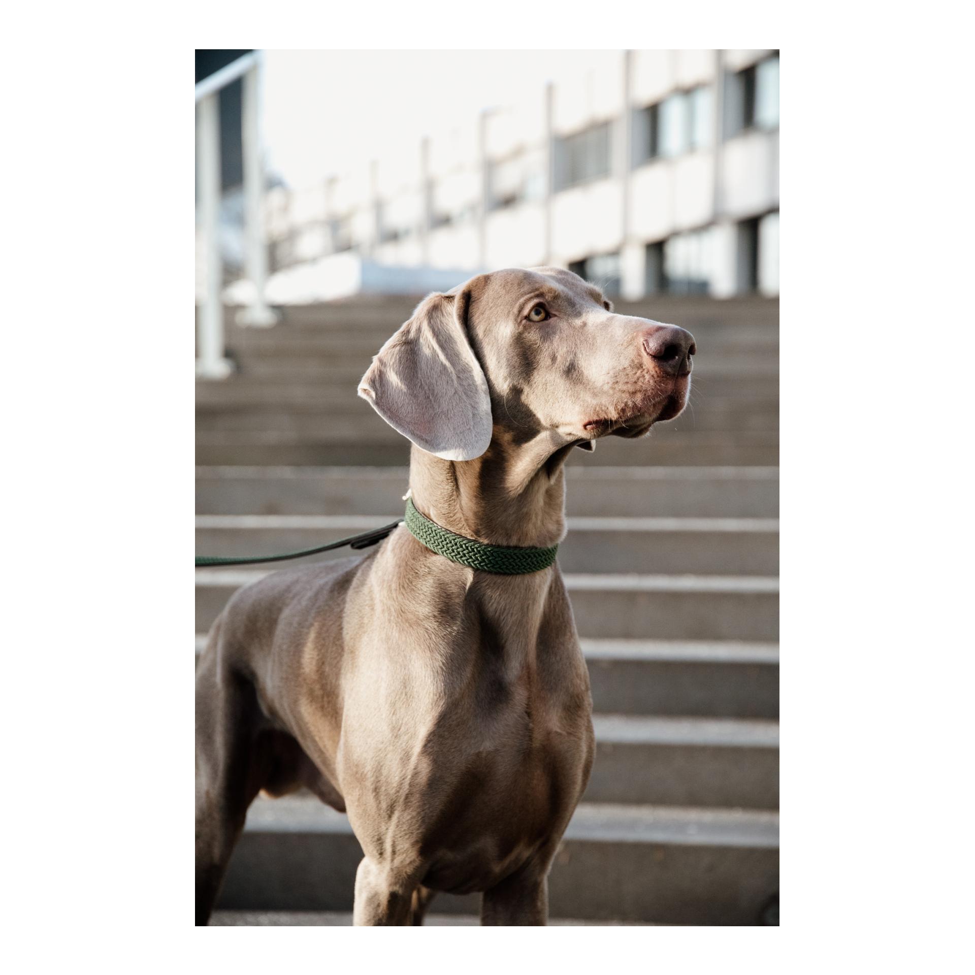 Kentucky Dogwear Hundehalsband Nylon geflochten - olive green
