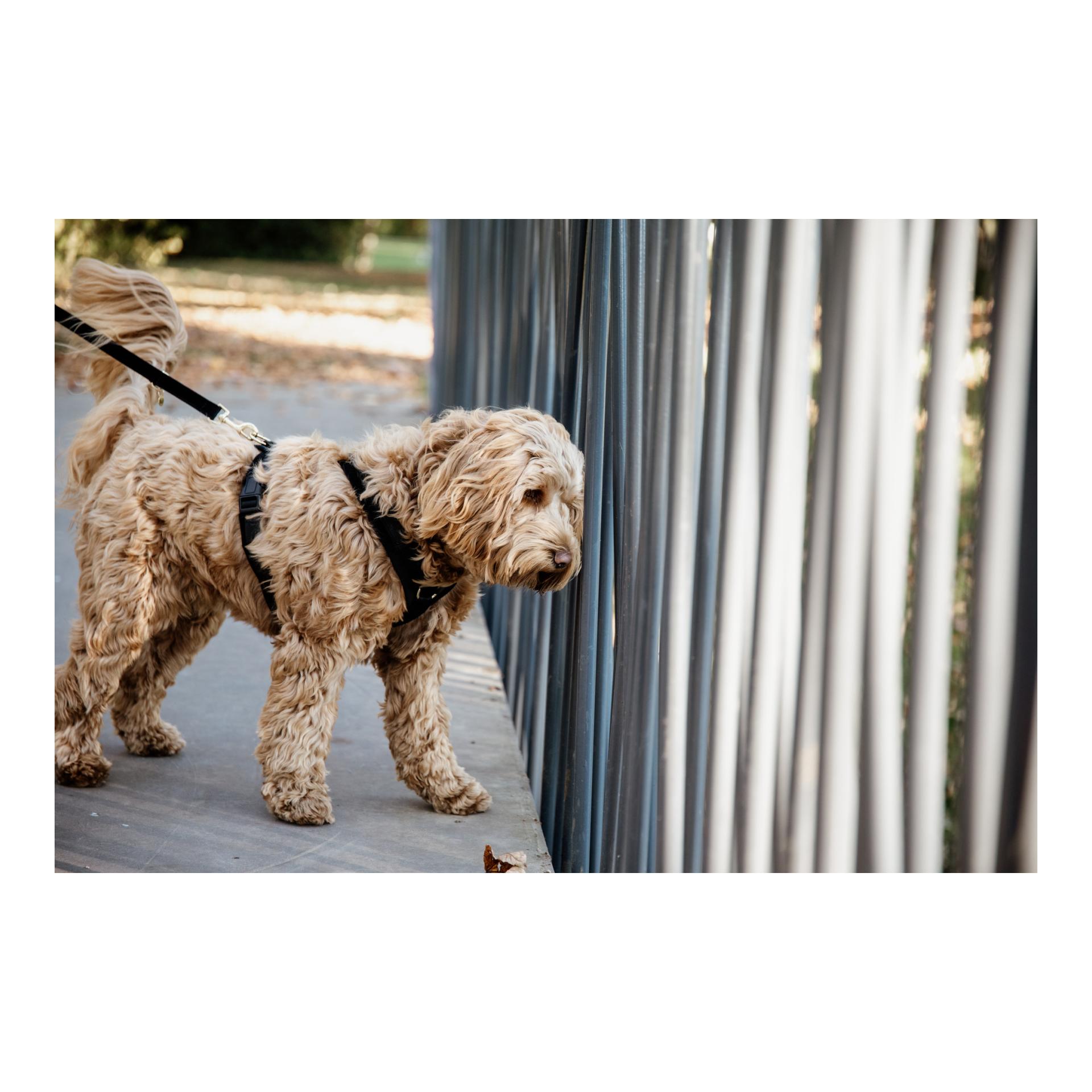 Kentucky Dogwear Hundeleine Velvet