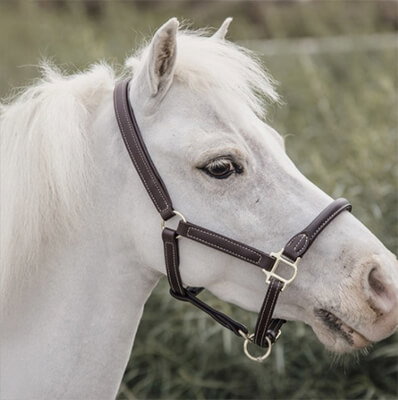 RS-Kat-Ponyhalfter