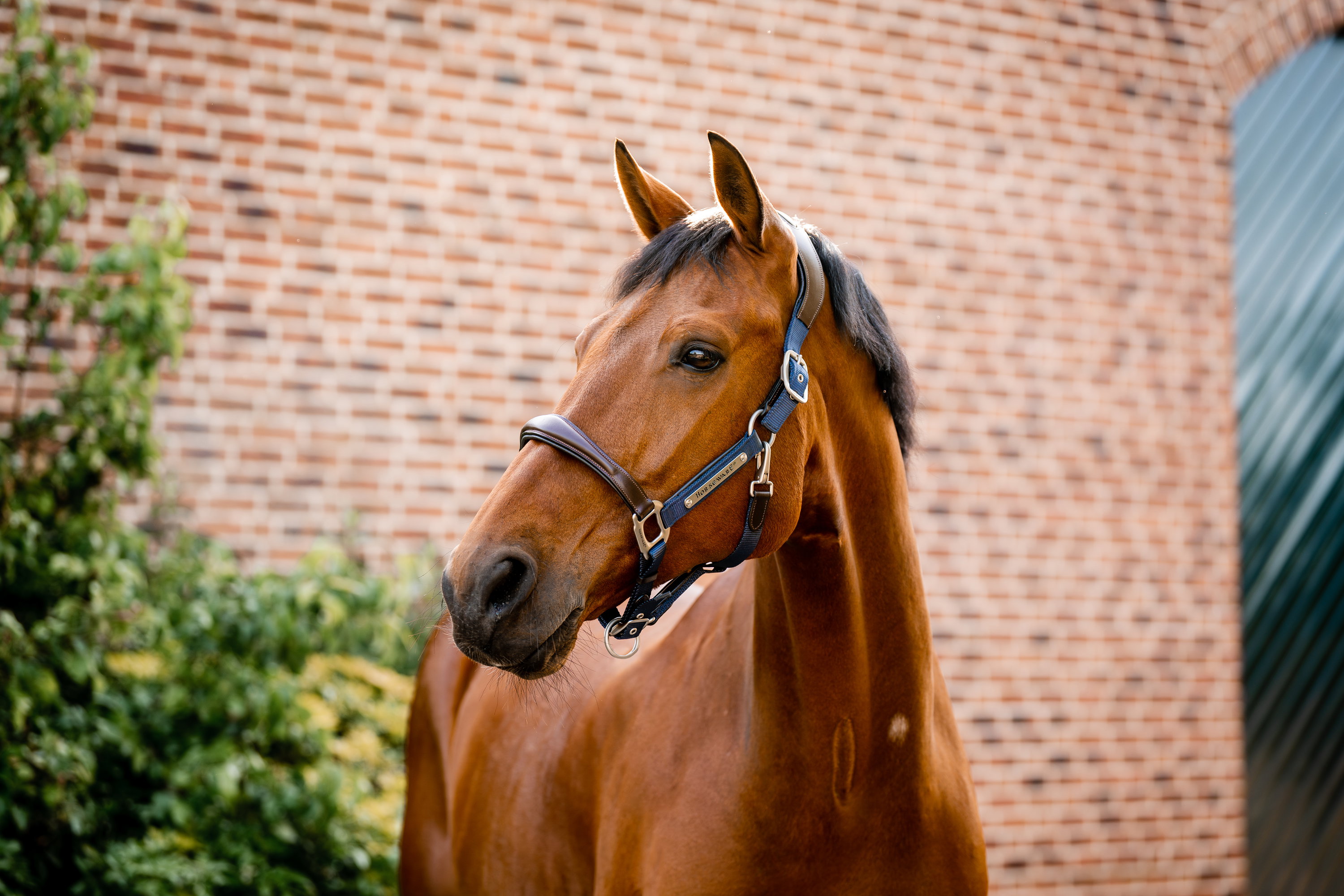 Horseware Halfter Signature Compeition