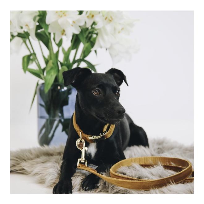 Kentucky Dogwear Hundeleine Velvet - mustard
