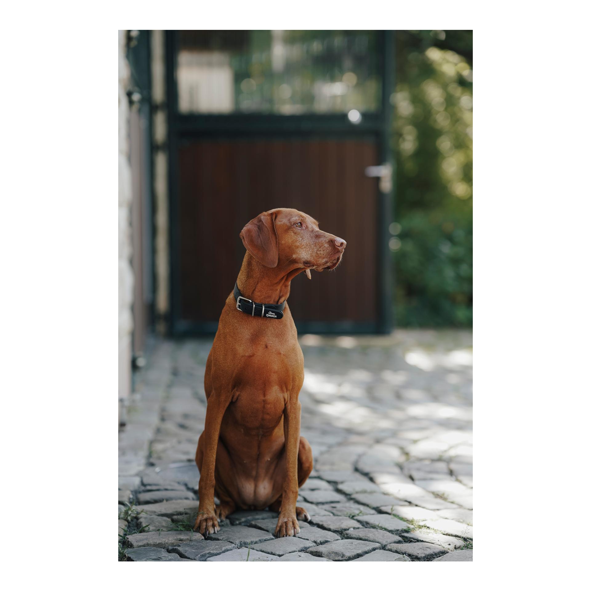 Eskadron Hundehalsband SPARK