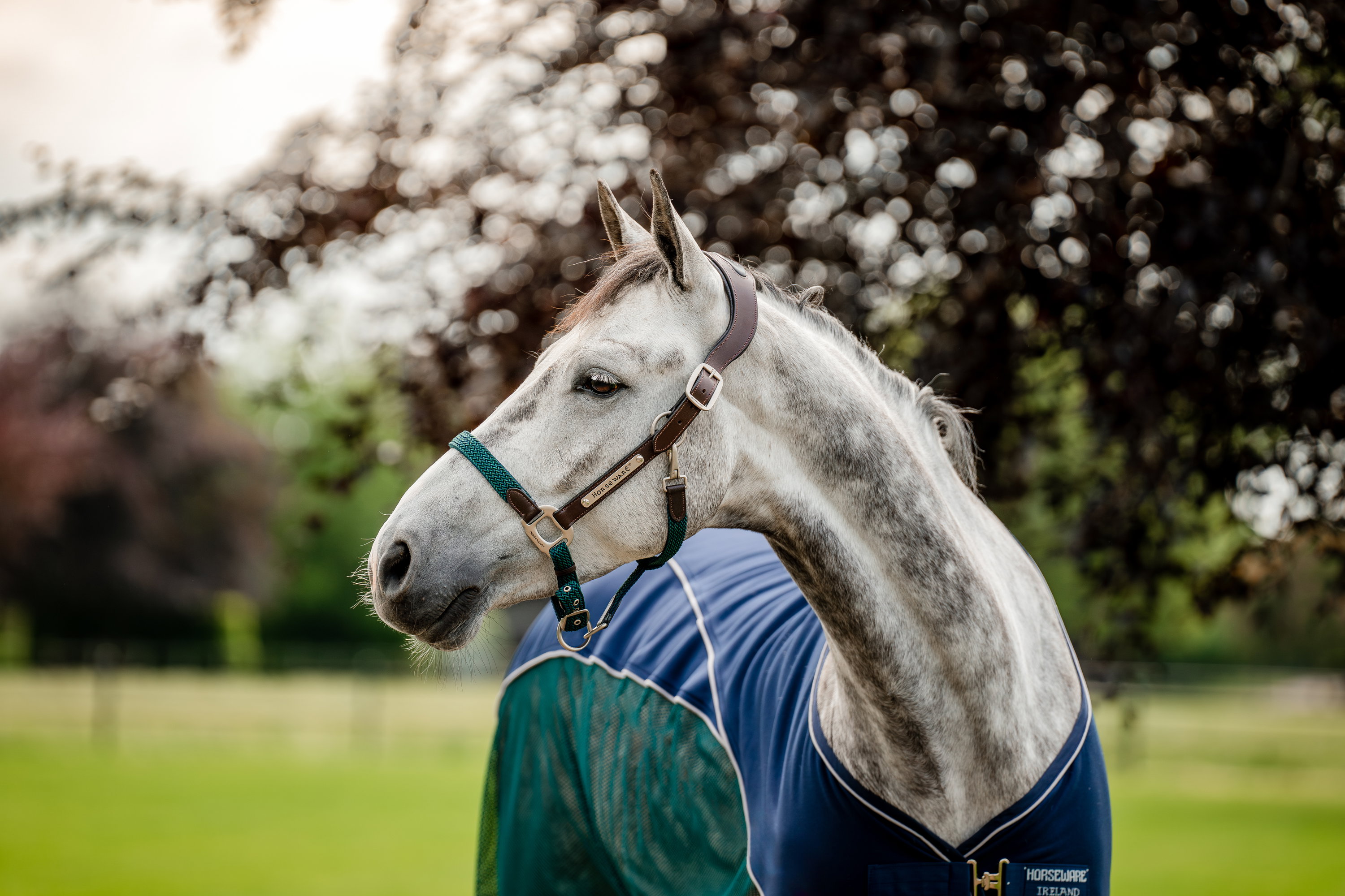 Horseware Halfter Signature Braided