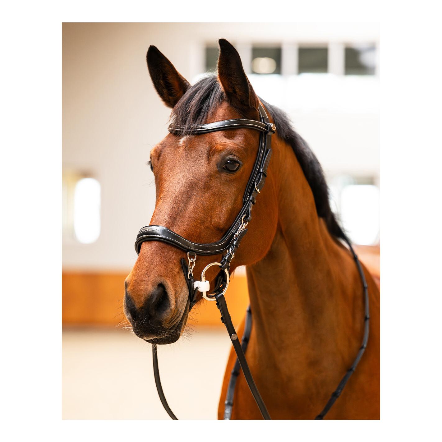 PresTeq Zaumzeug FaySport Classic