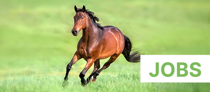 reitsport_ch-jobs