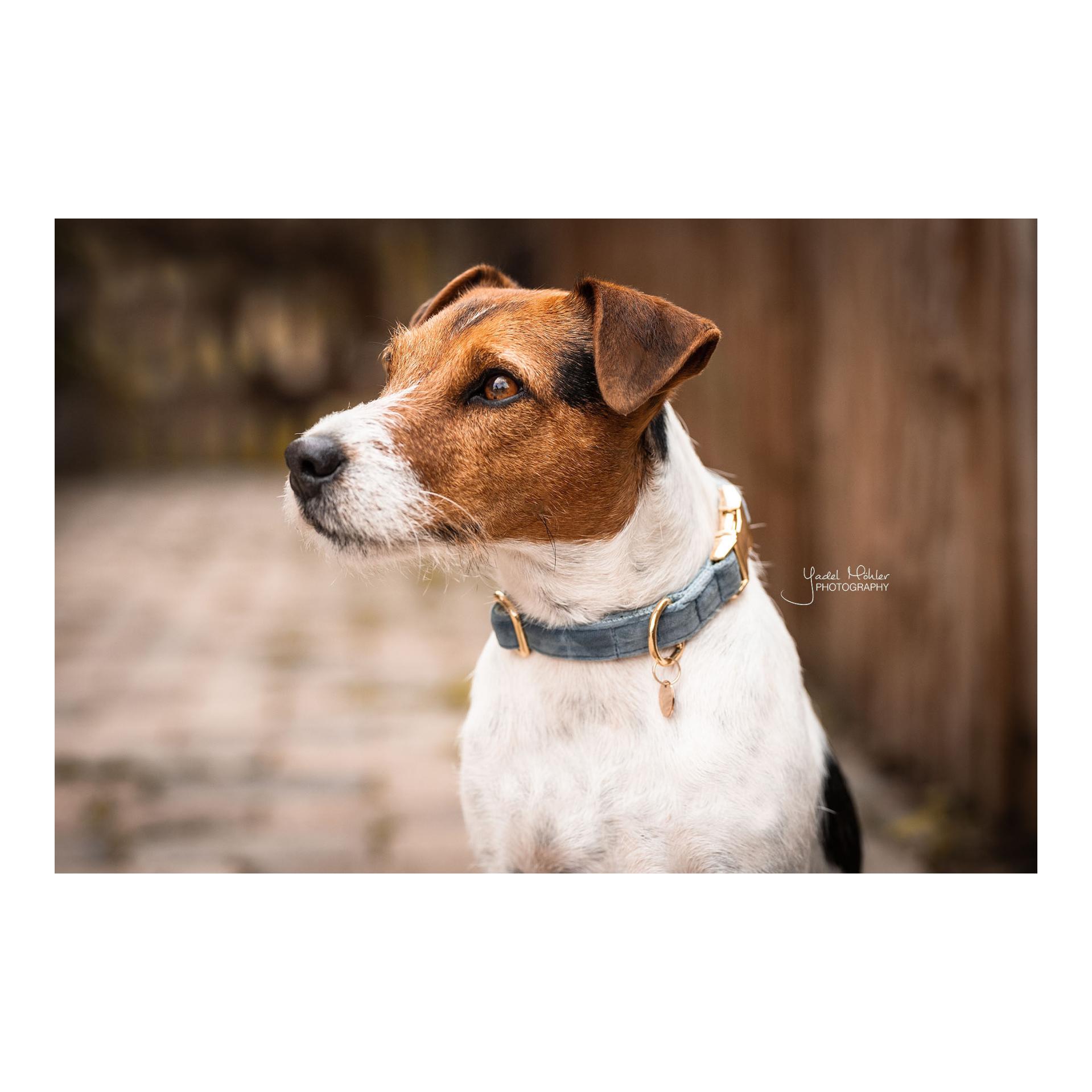 Kentucky Dogwear Collier pour chien Velvet - bleu clair