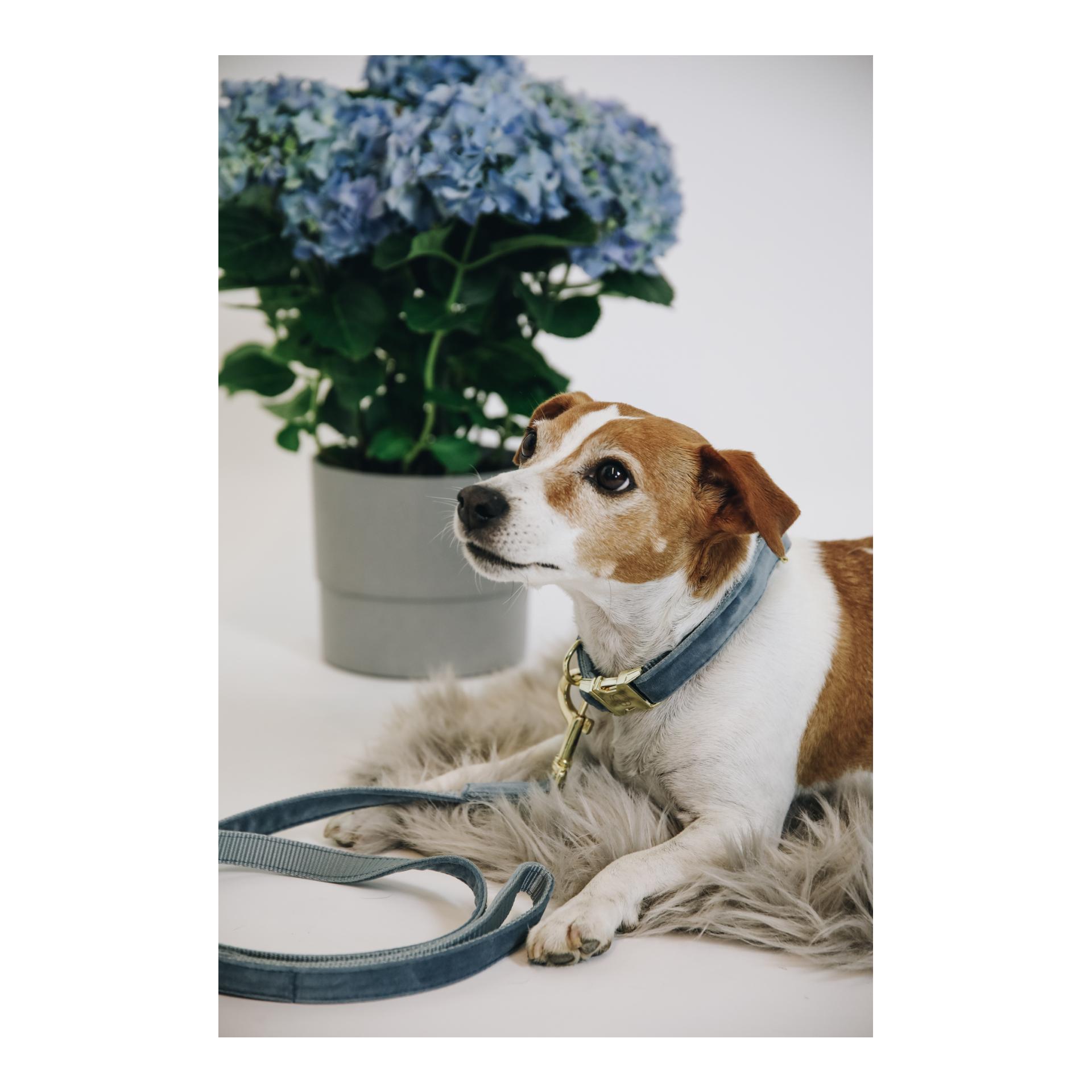 Kentucky Dogwear Collier pour chien Velvet - bleu clair