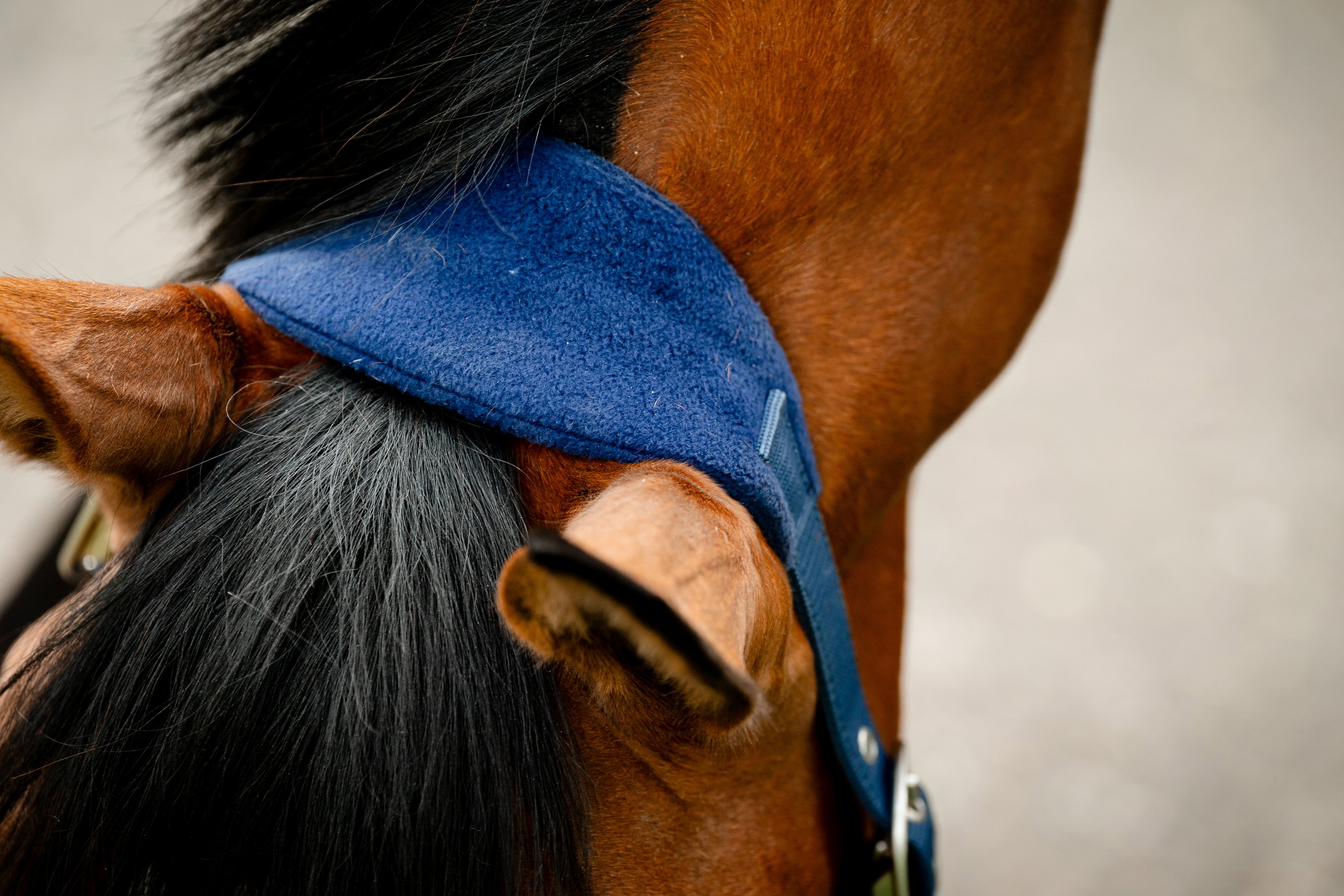 Halfter Grooming Signature