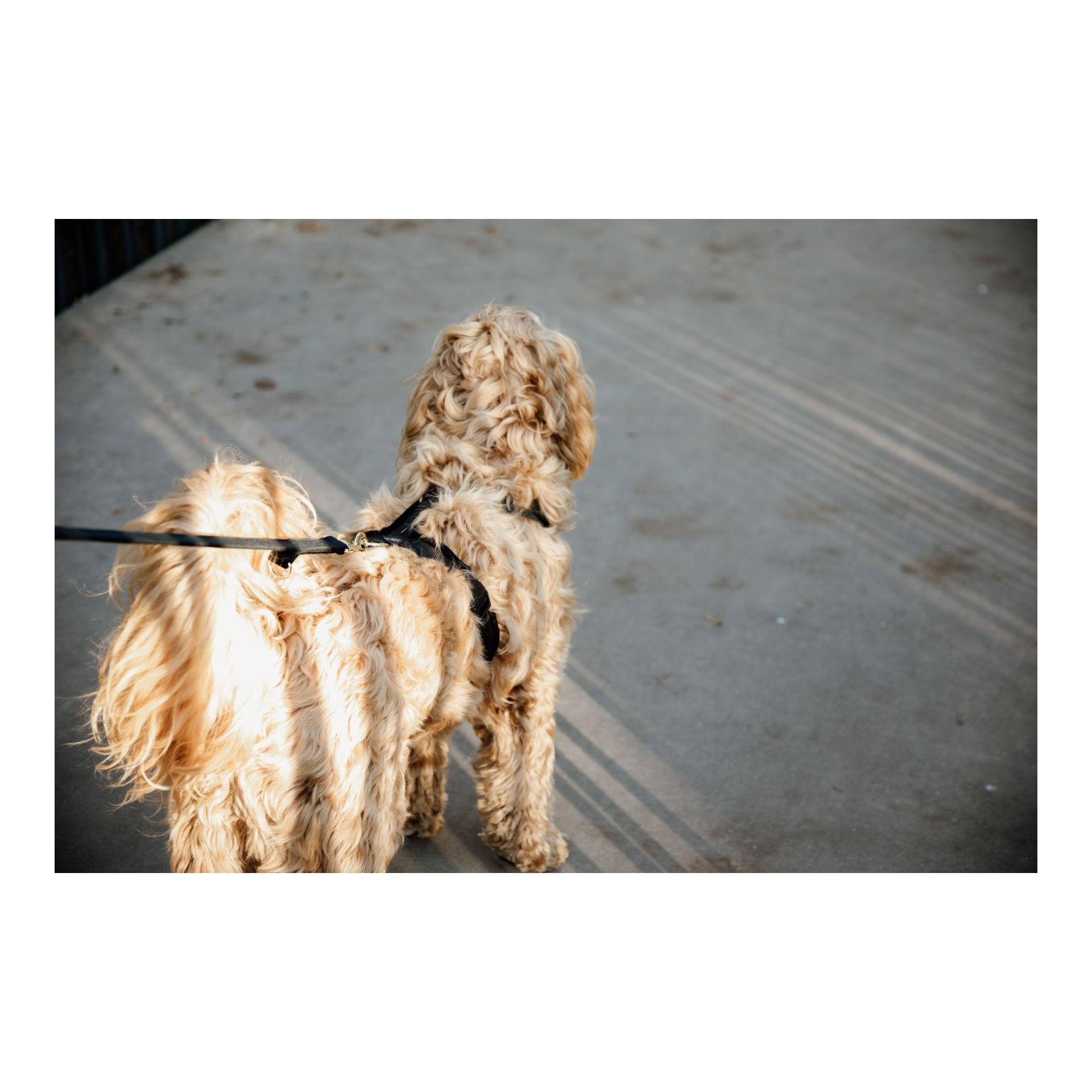 Kentucky Dogwear Harnais pour chien Active Velvet