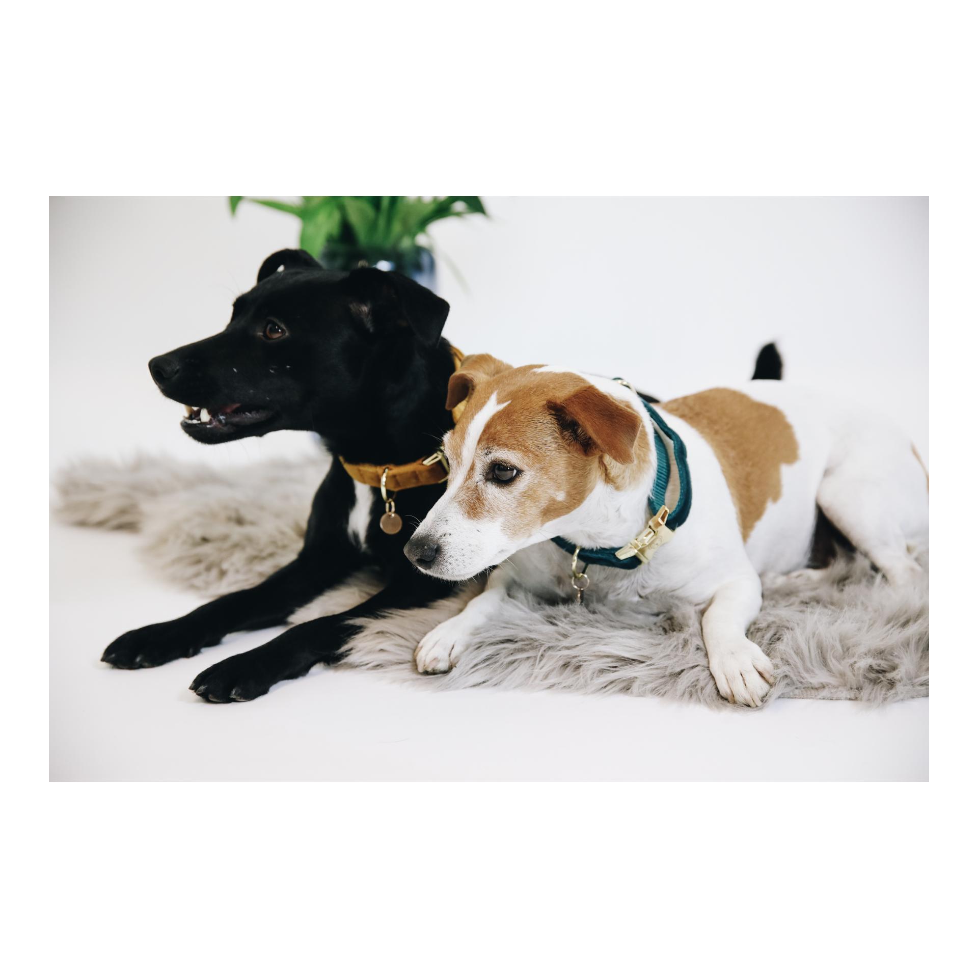 Kentucky Dogwear Hundehalsband Velvet - emerald
