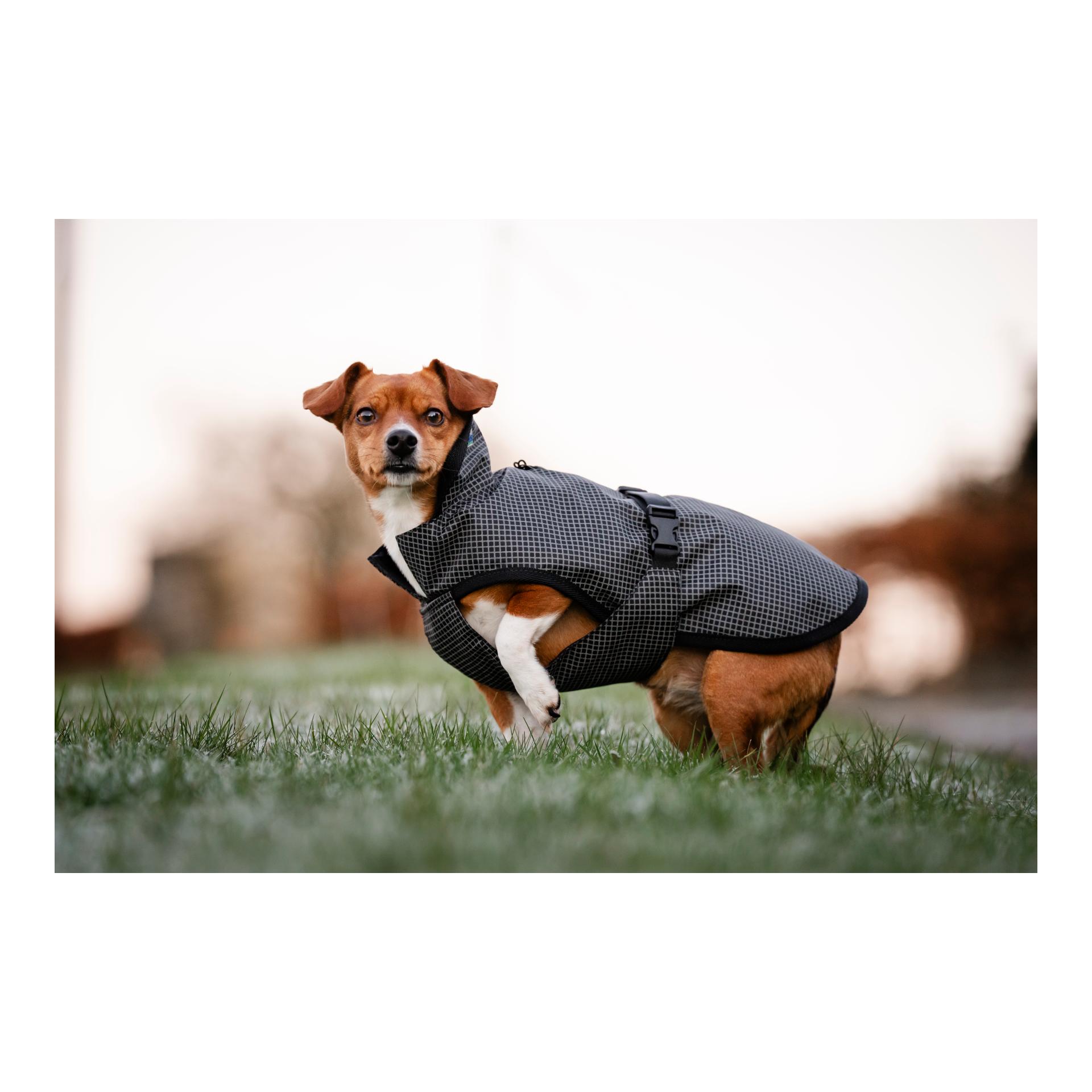 Bucas Hundedecke Refelctglow
